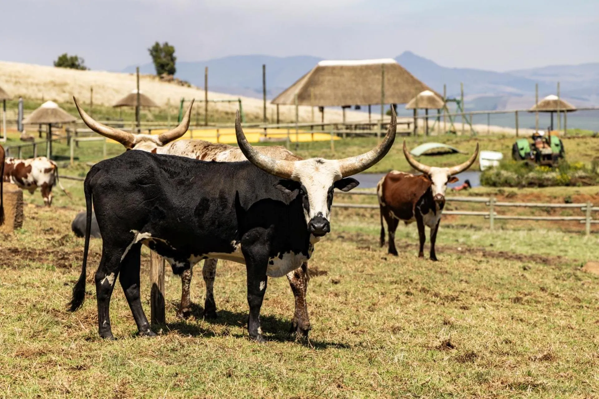 Day in First Group Midlands Saddle and Trout