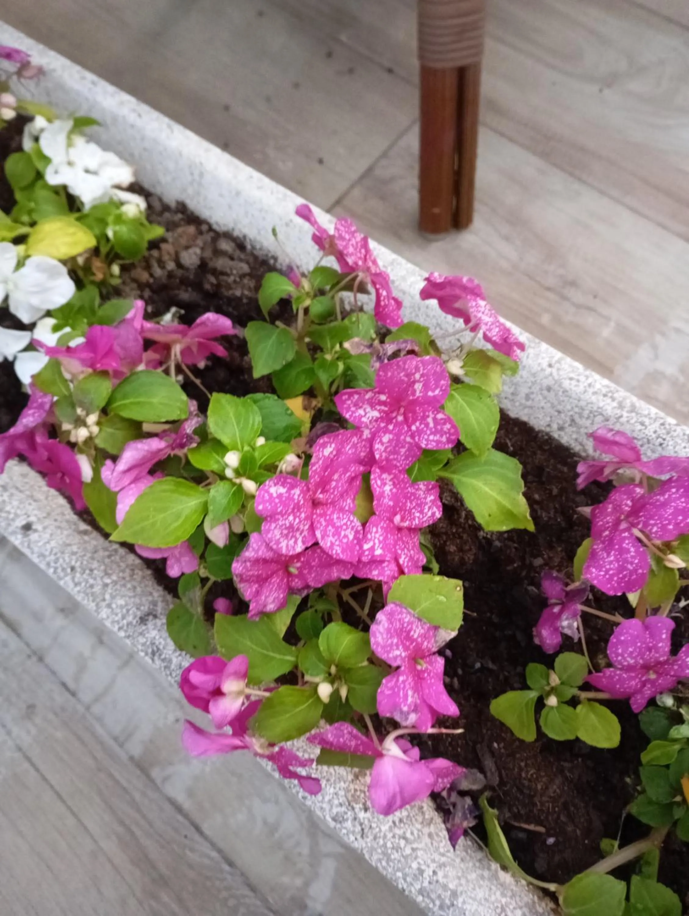 Garden view in Hotel Vasco Da Gama