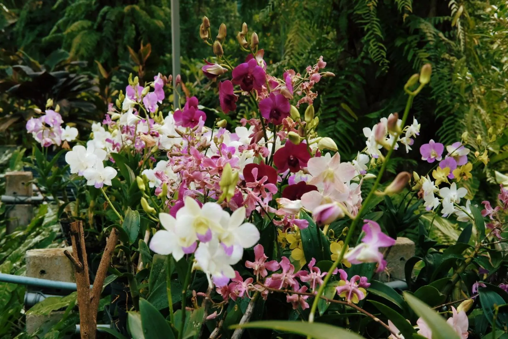 Garden in Le Pes Villas