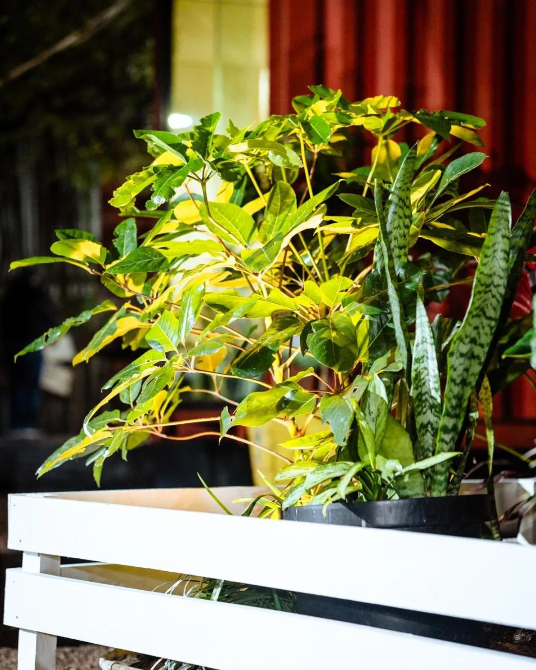 Garden in concierge hotel