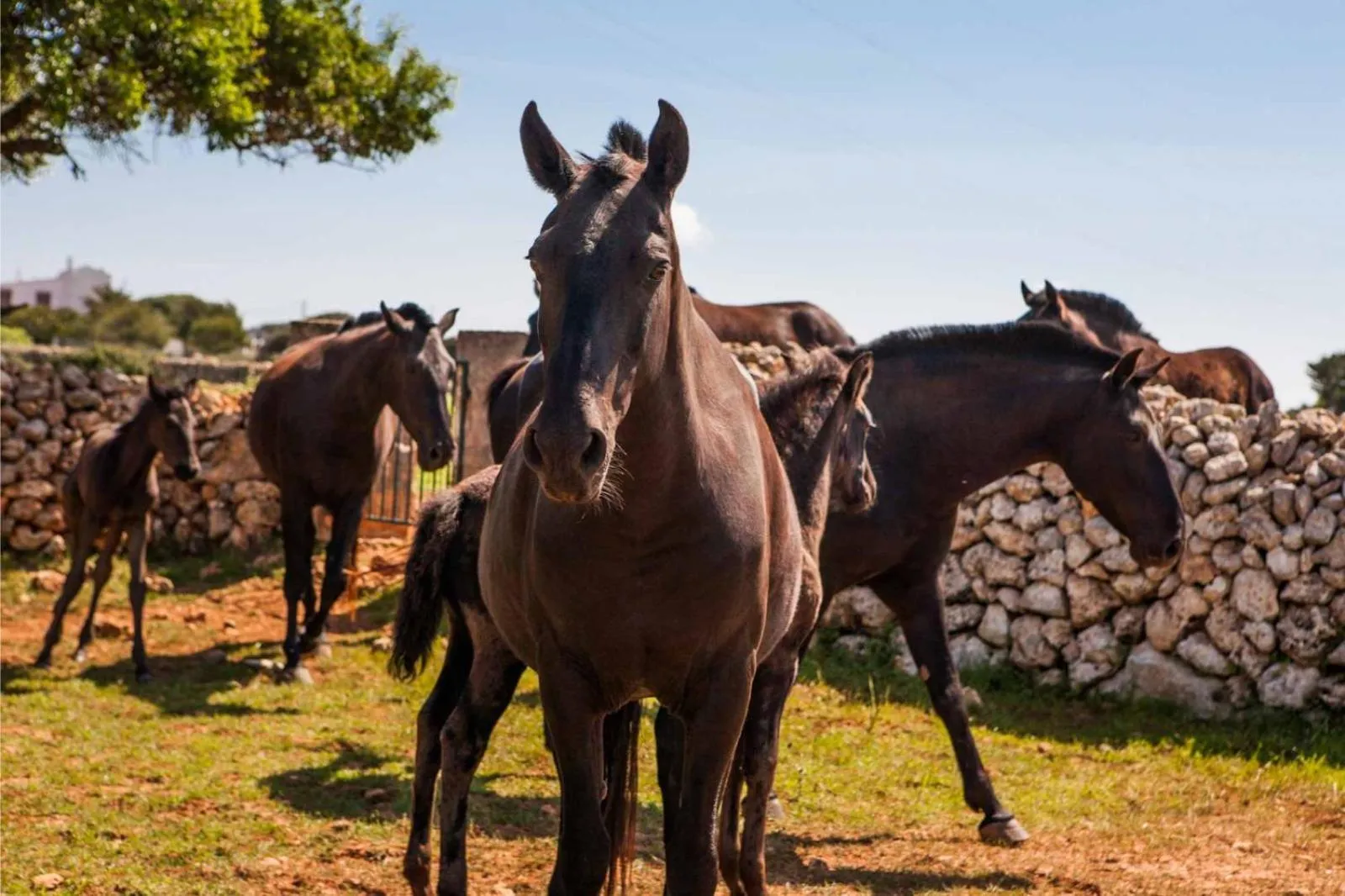 Natural landscape in CAP Menorca Relais & Chateaux