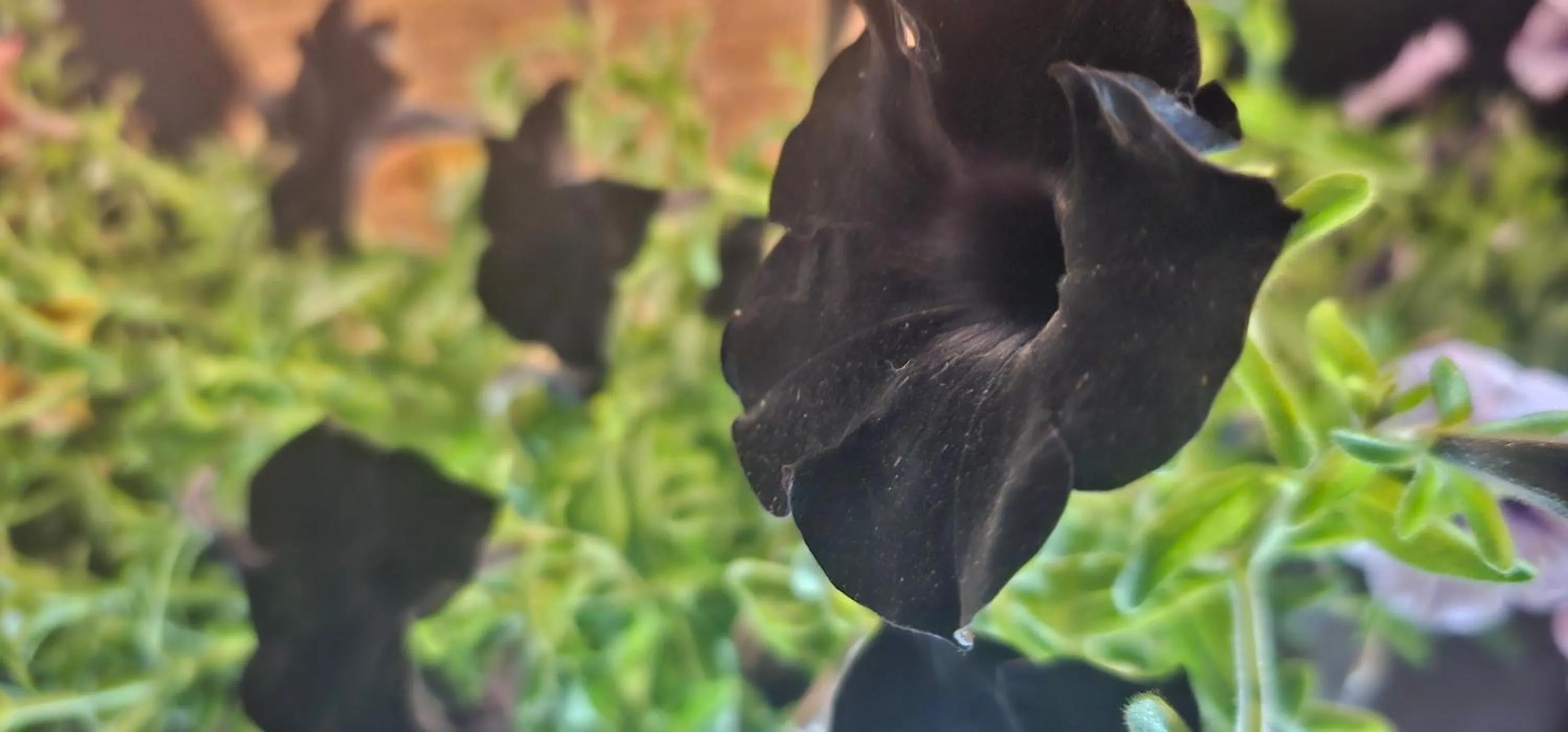 Pousada Flor de Lua Monte Verde