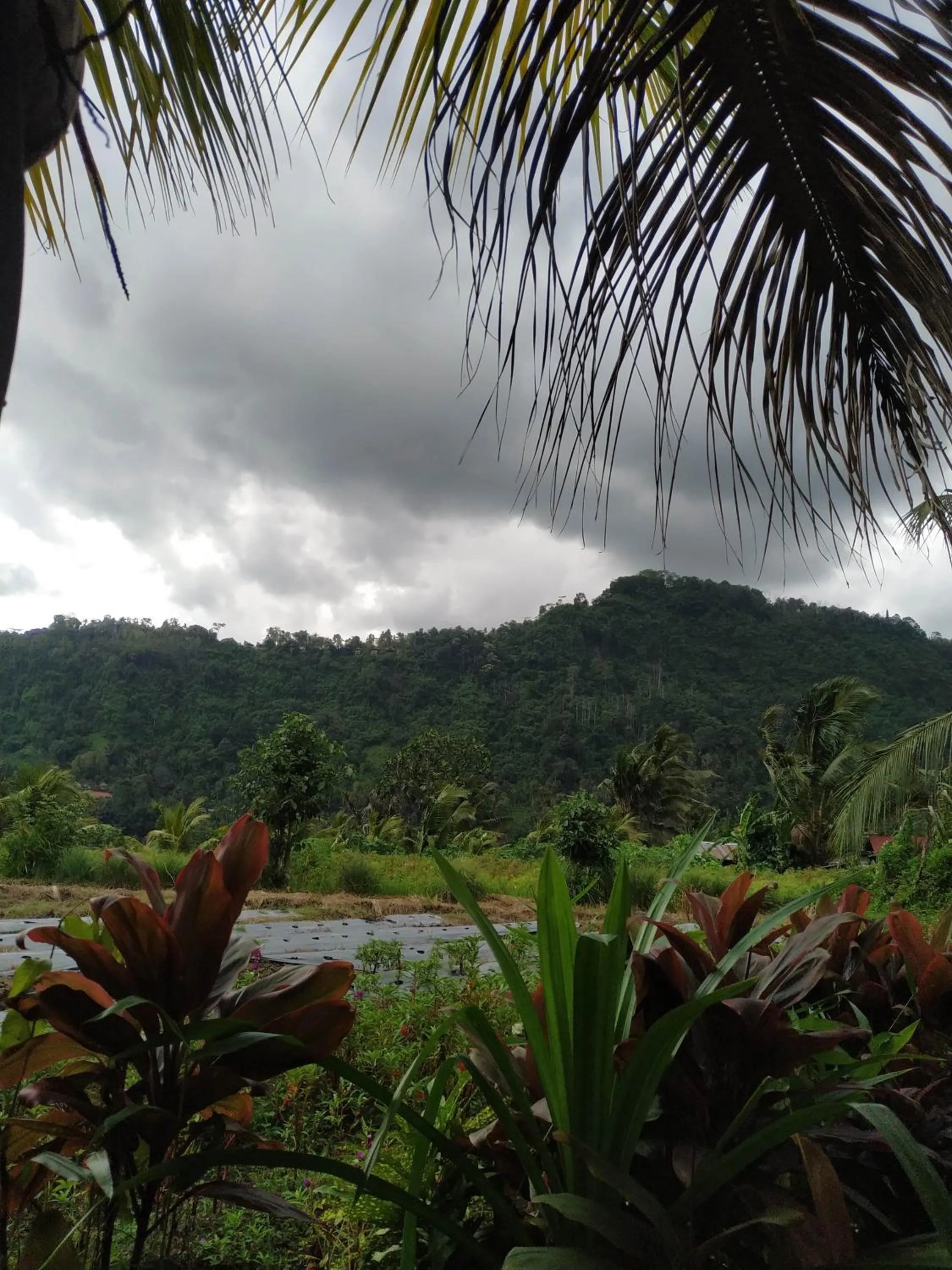 Natural landscape in The Bukit Artha