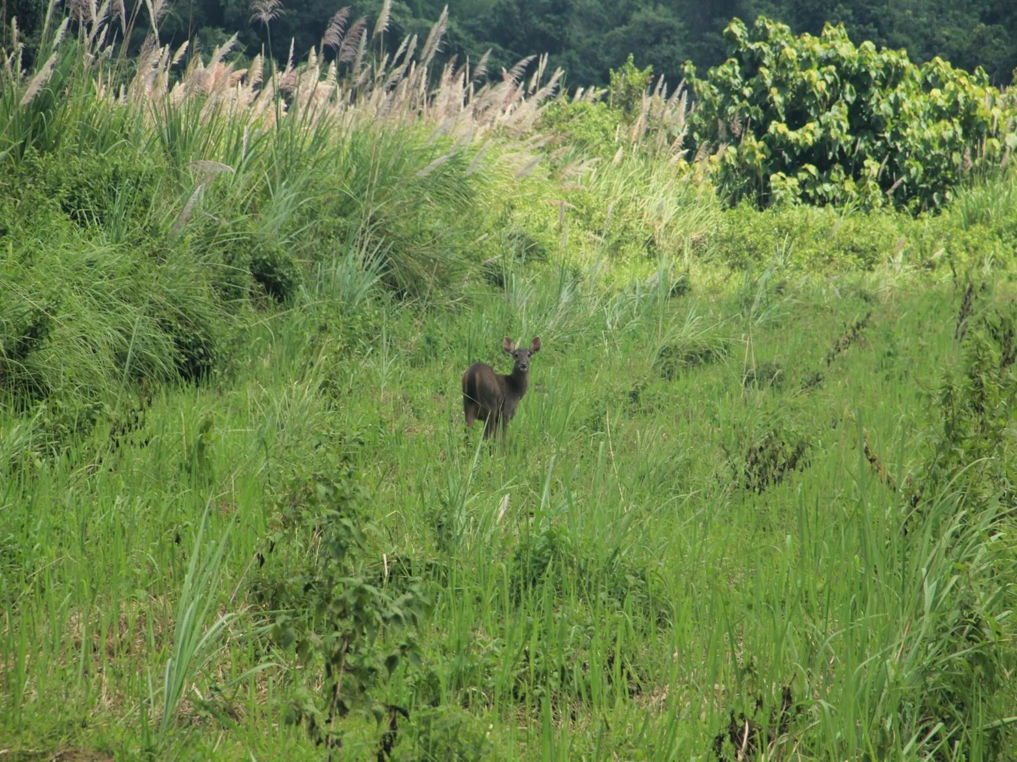 Animals in Cat Tien Jungle Lodge