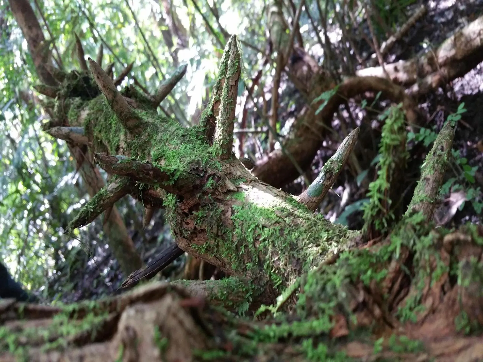 Off site in Cat Tien Jungle Lodge