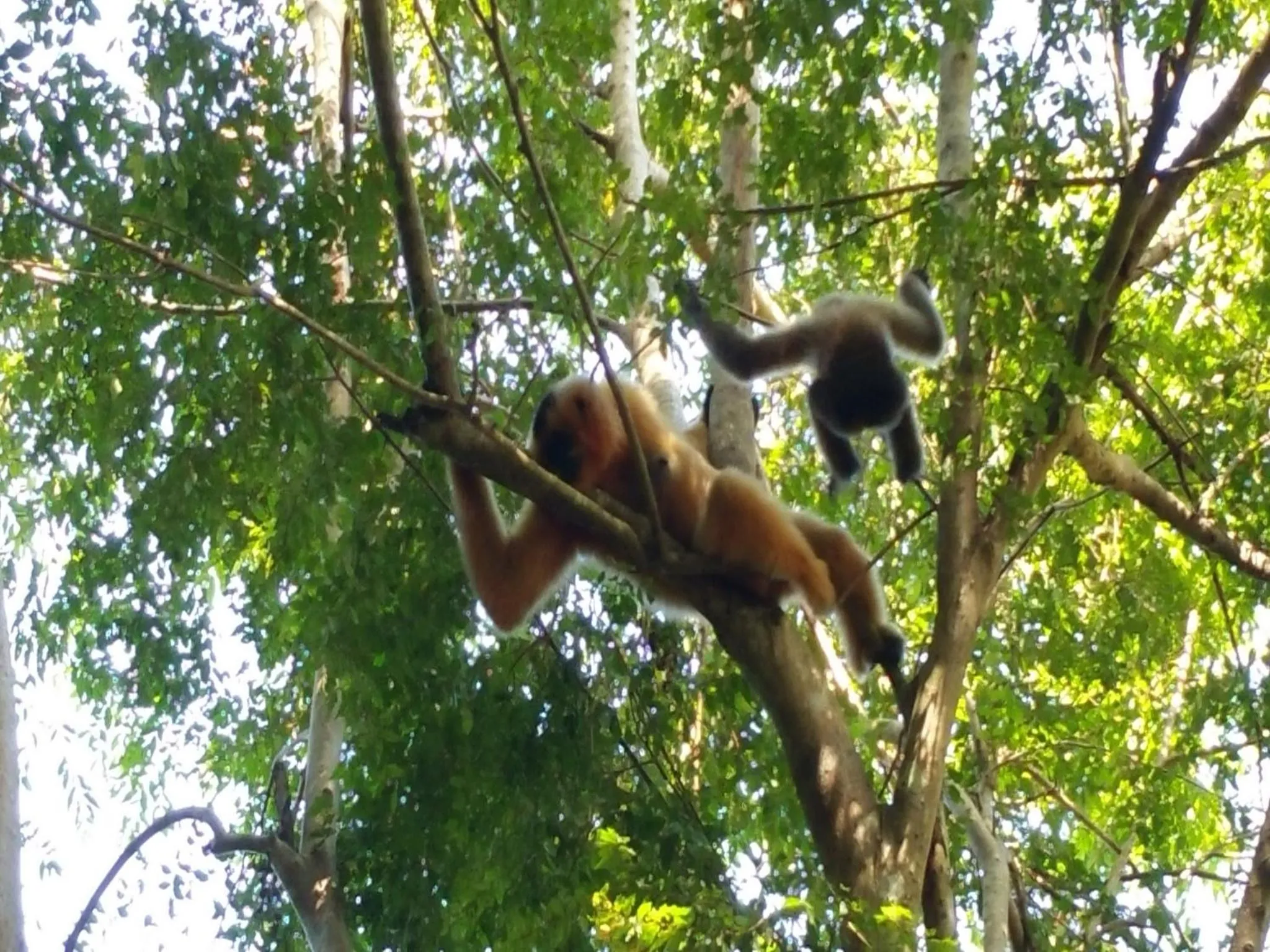 Off site in Cat Tien Jungle Lodge