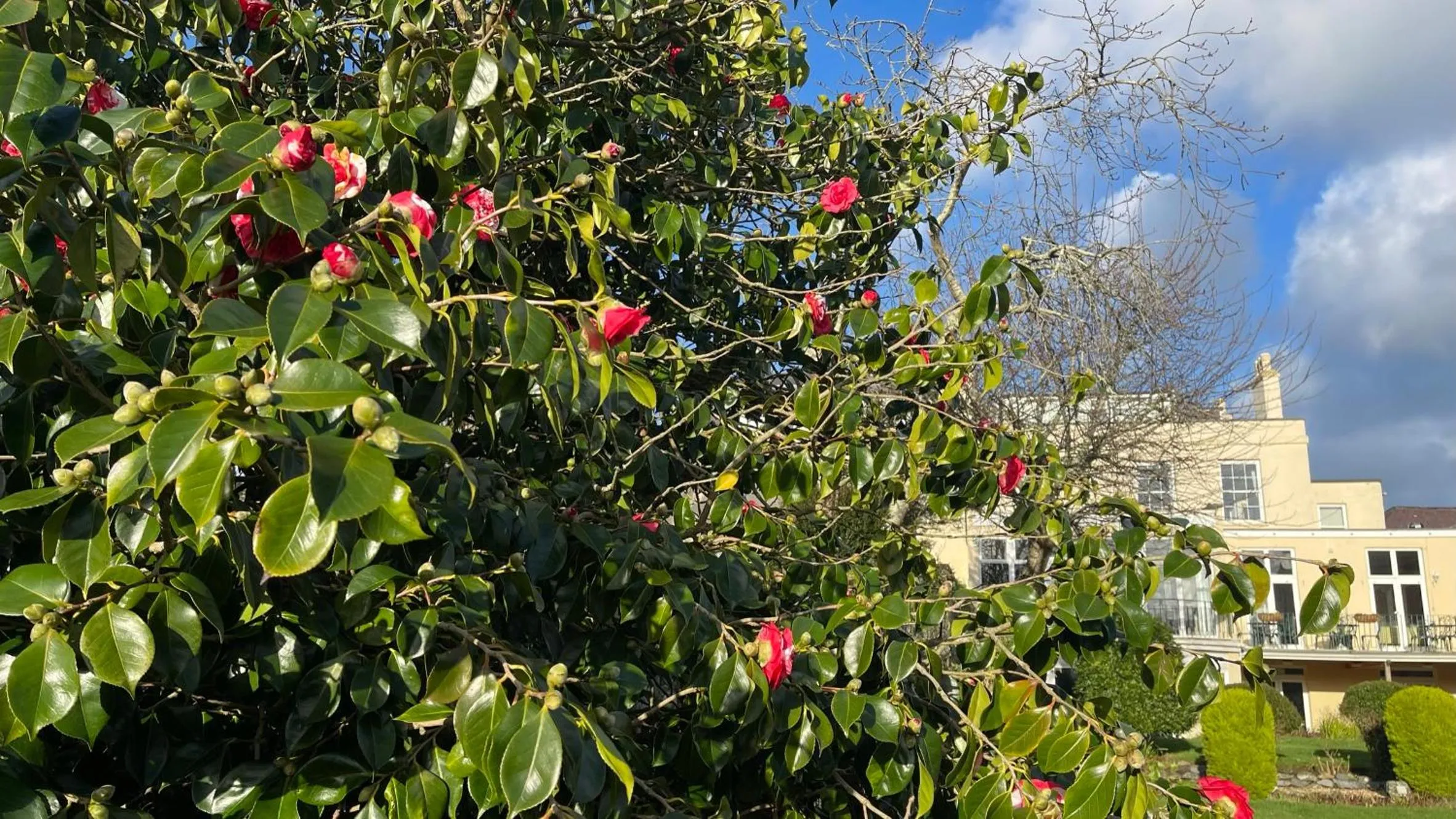 Garden in Pandora Hotel