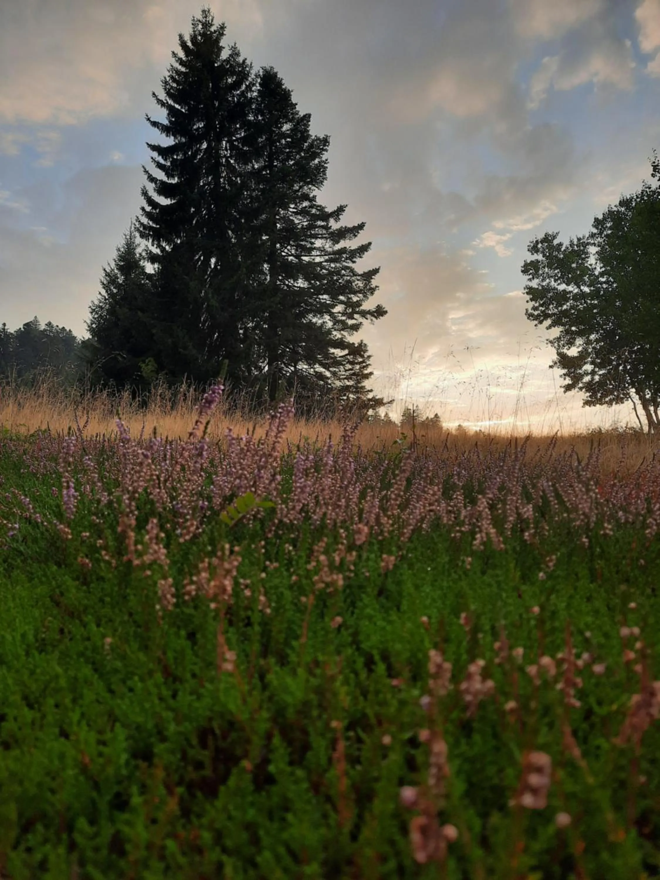 Natural landscape in Au Cœur des Lacs - Chambres d'hôtes