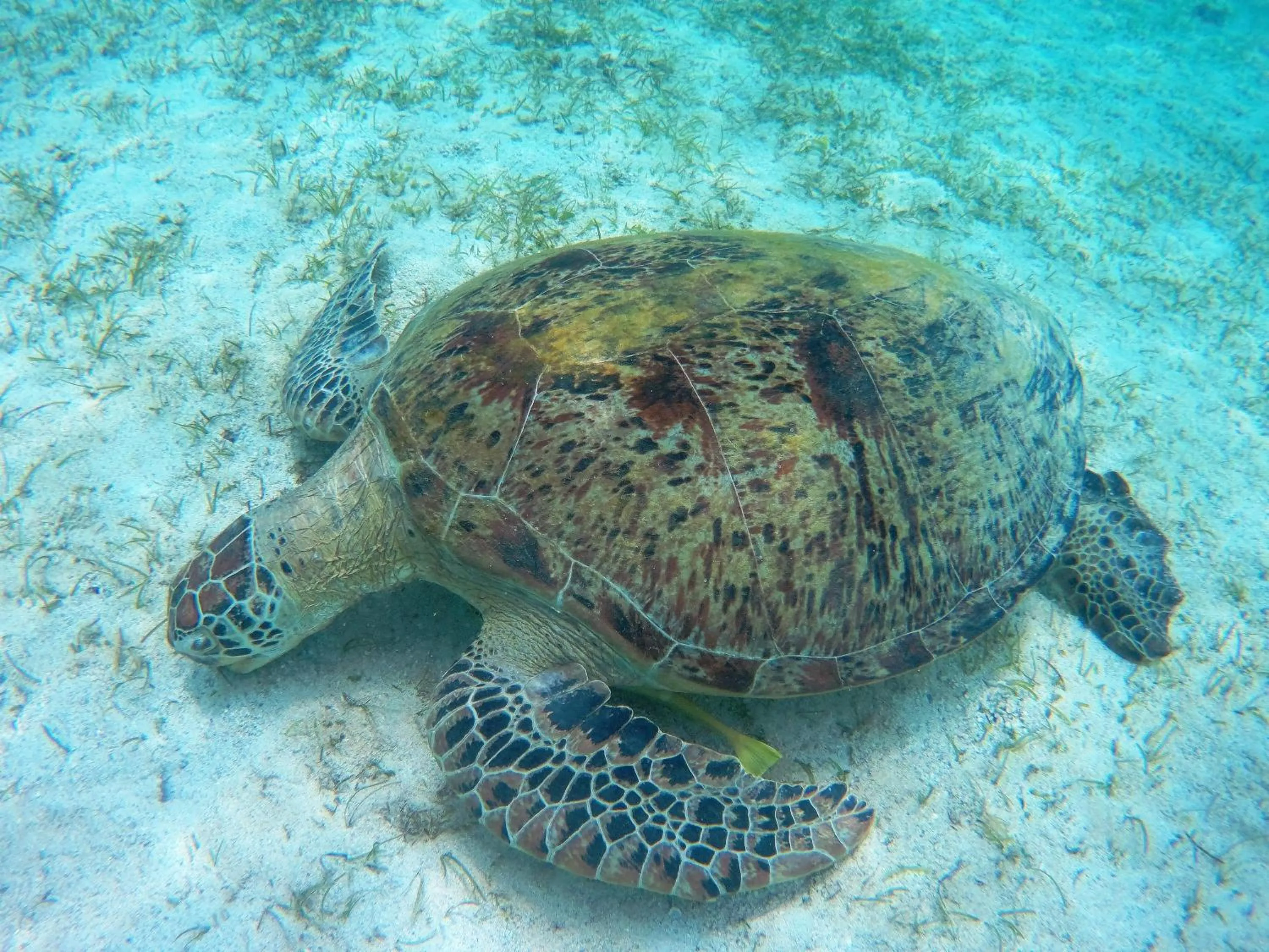 Snorkeling in Ausan Beach Front Cottages