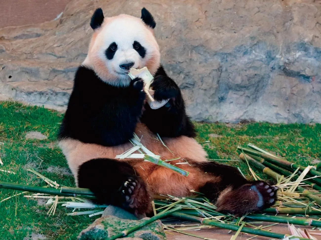 Nearby landmark in Grand Mercure Wakayama Minabe Resort & Spa