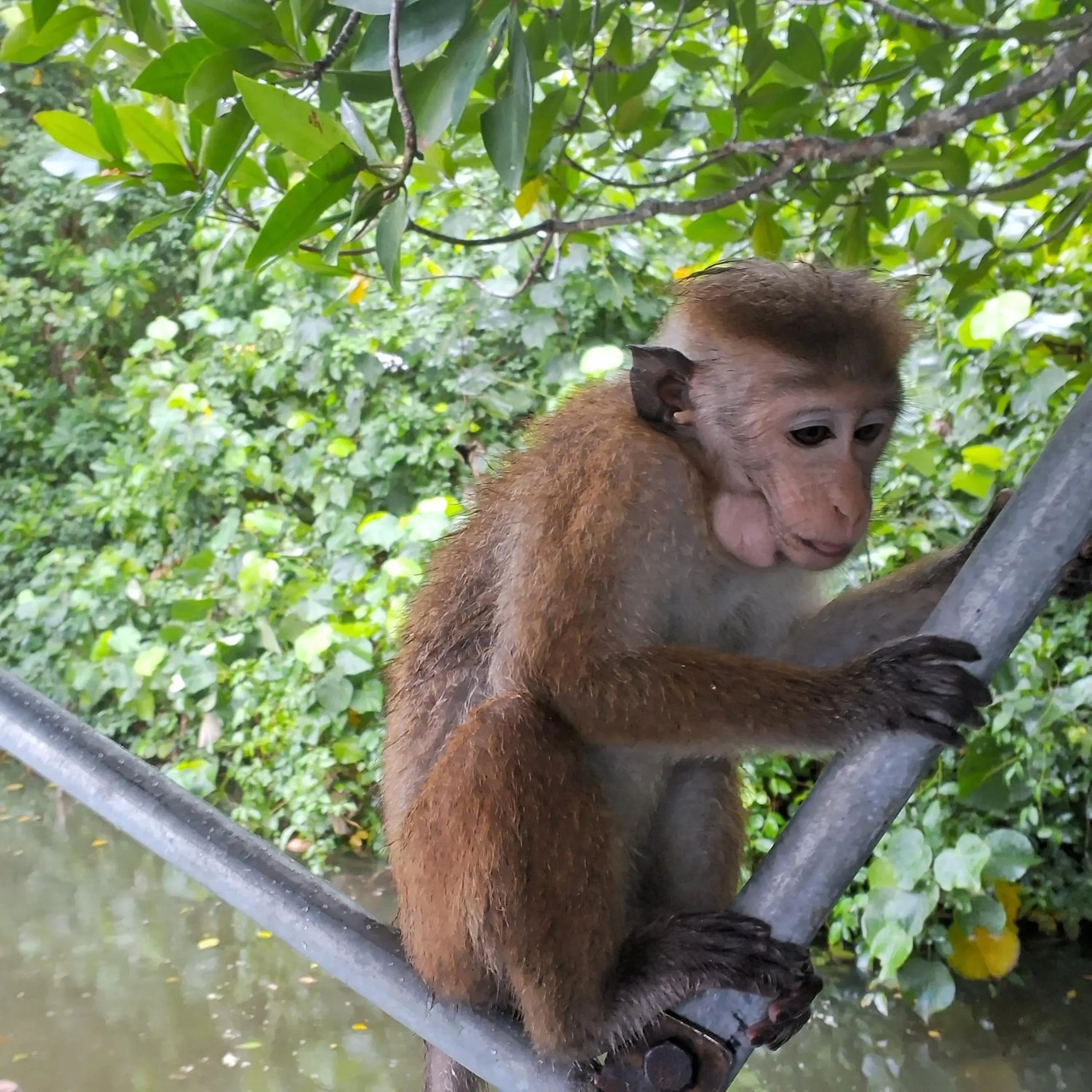 RKO Villa27 - Unawatuna