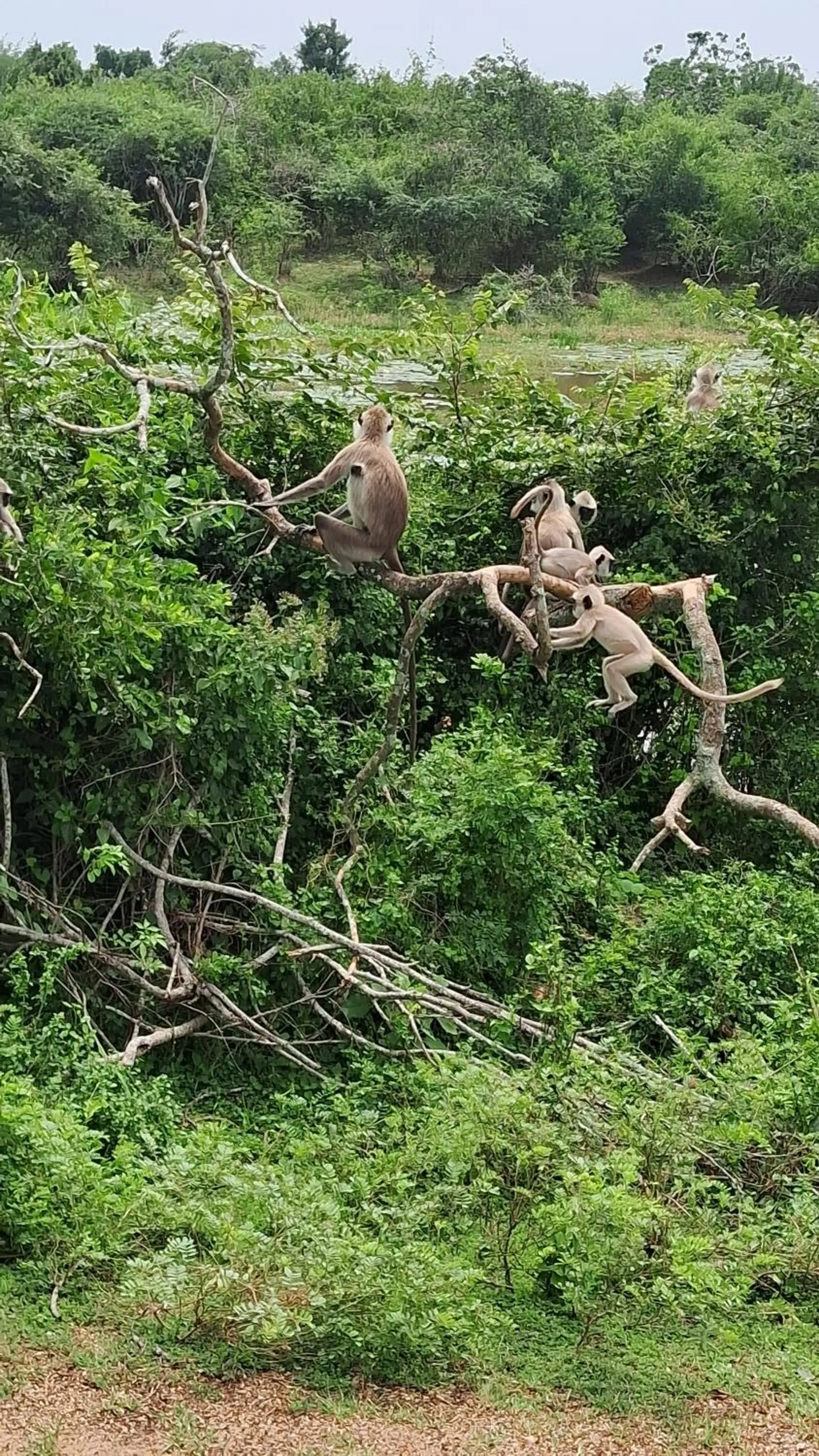 RKO Villa27 - Unawatuna