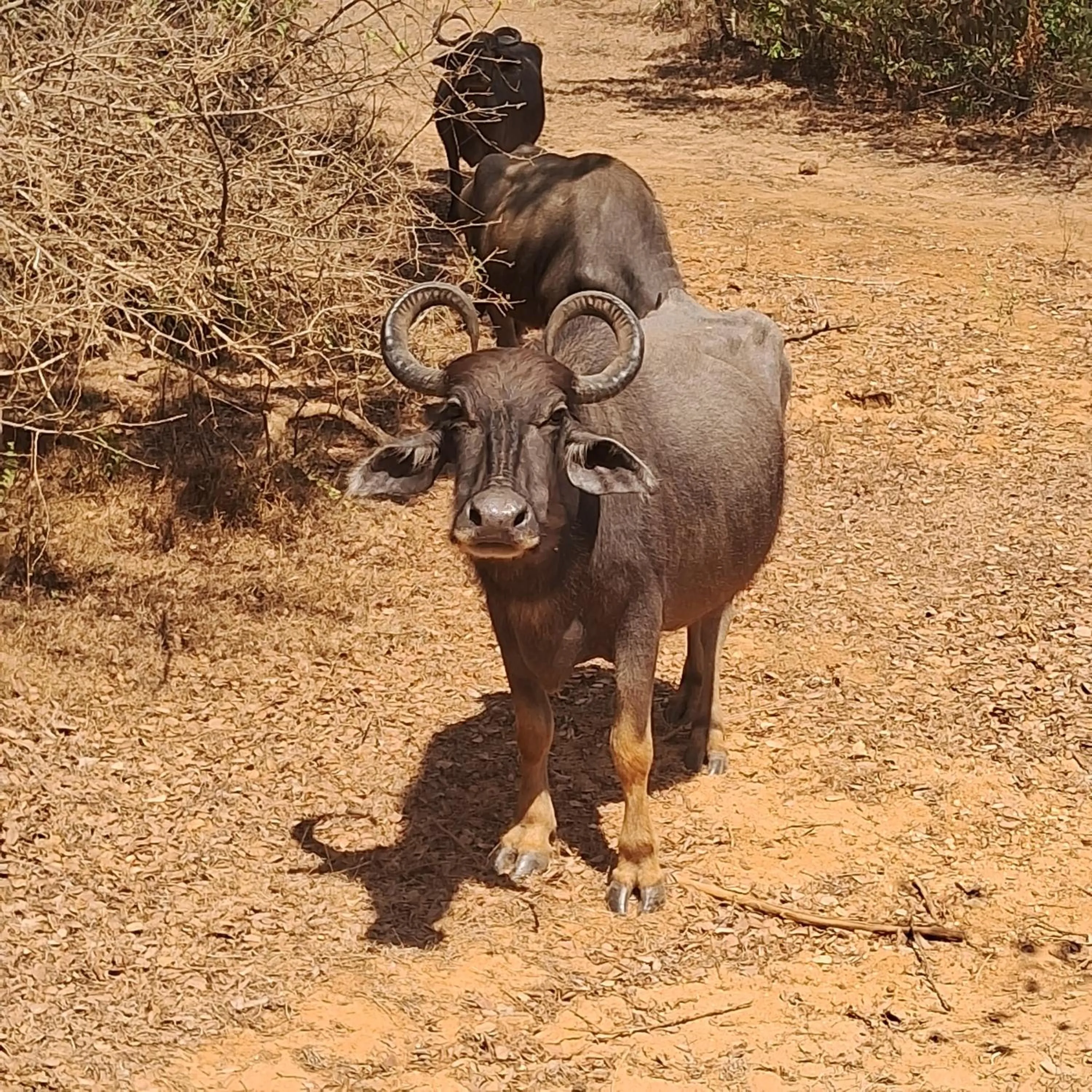 RKO Villa27 - Unawatuna