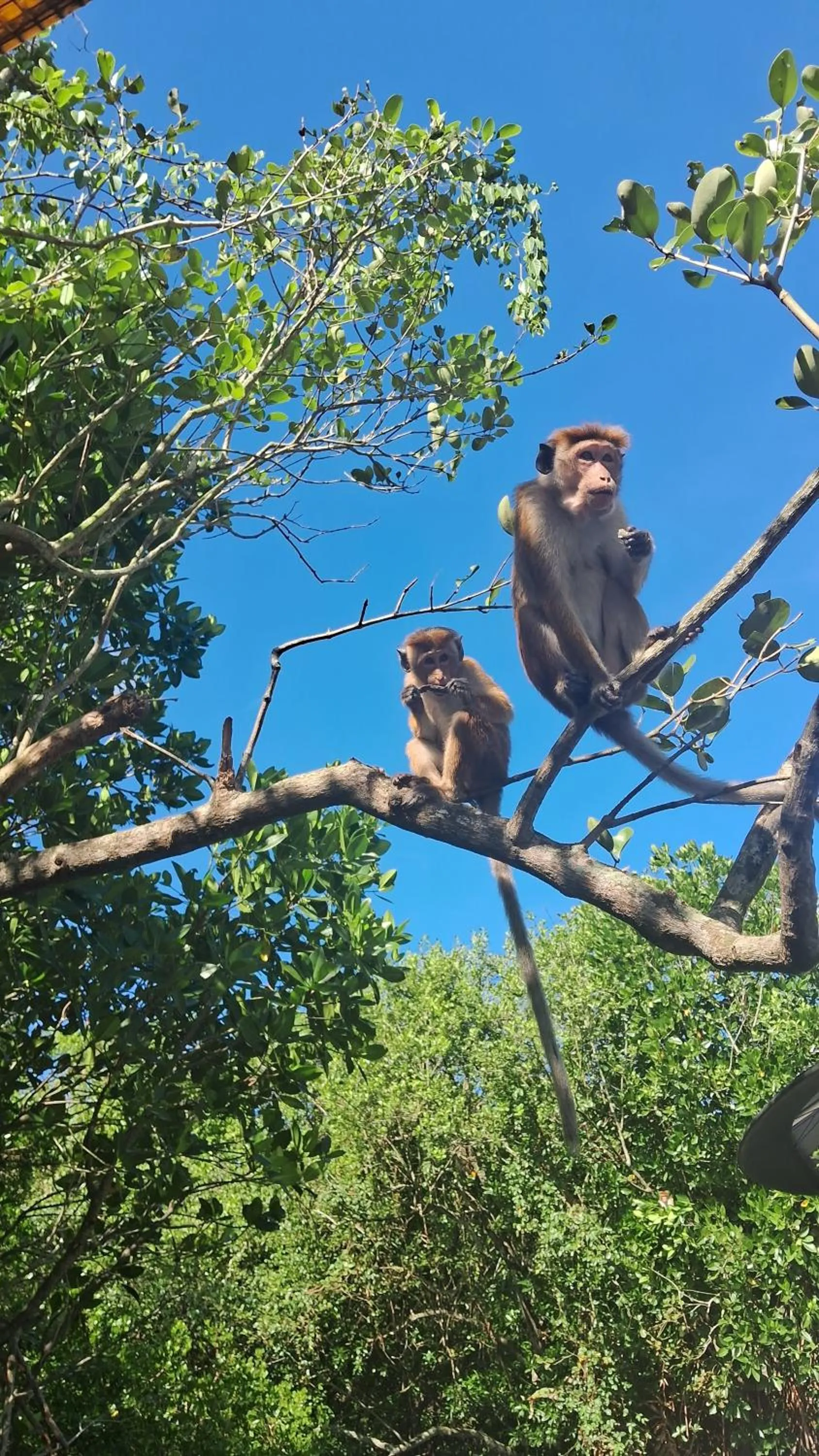 RKO Villa27 - Unawatuna