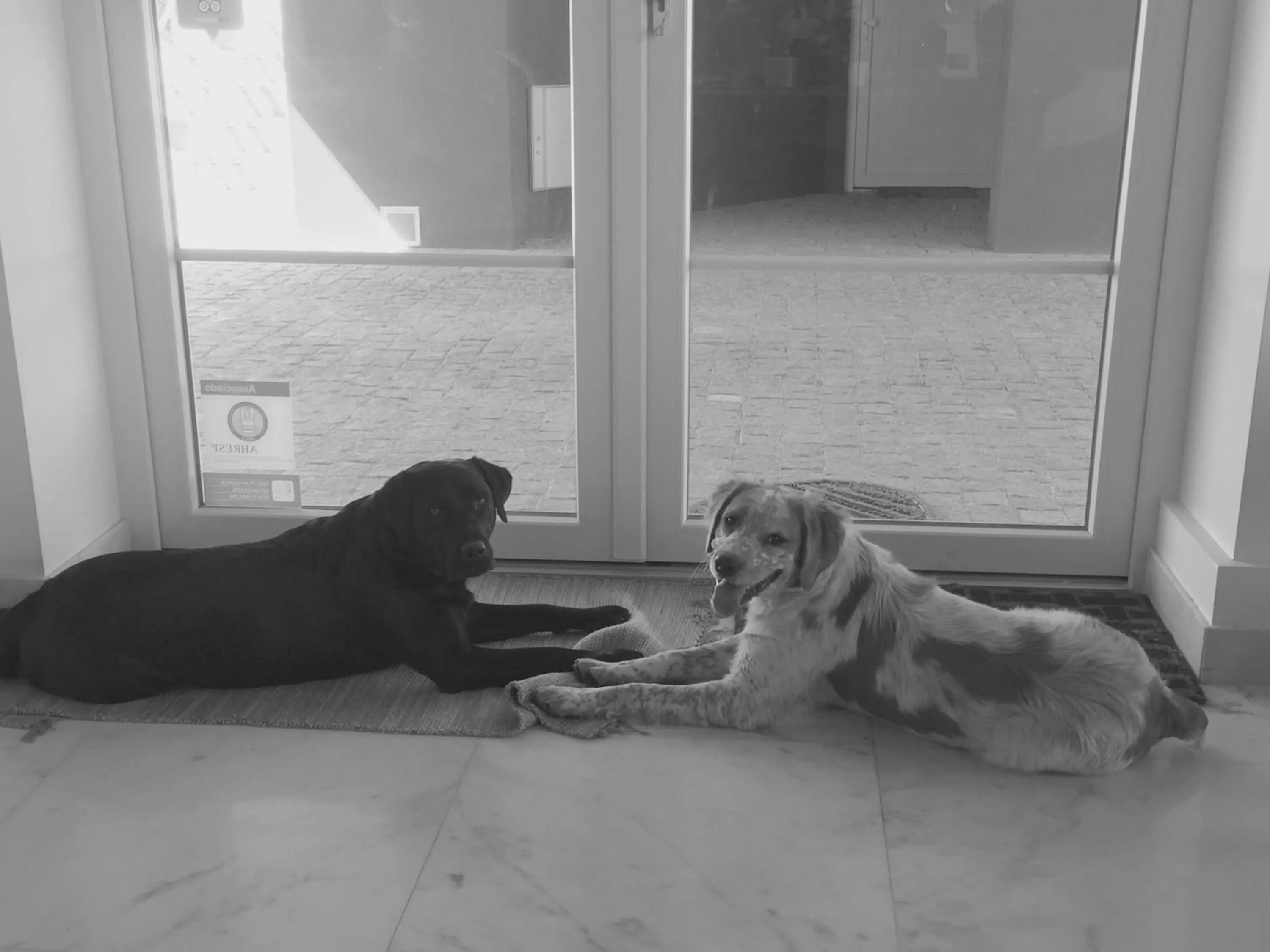 Pets in Cabecas do Reguengo