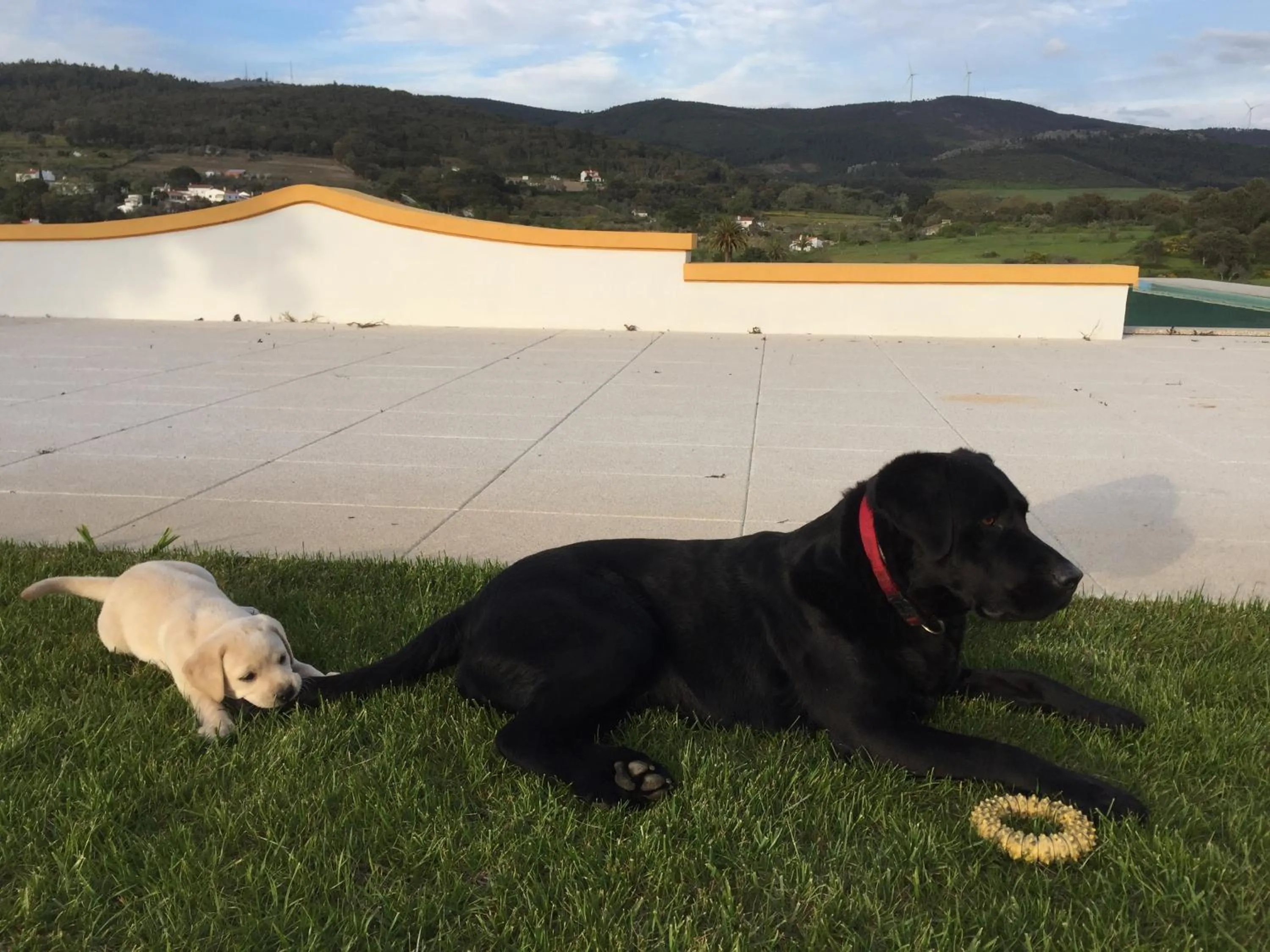 Pets in Cabecas do Reguengo