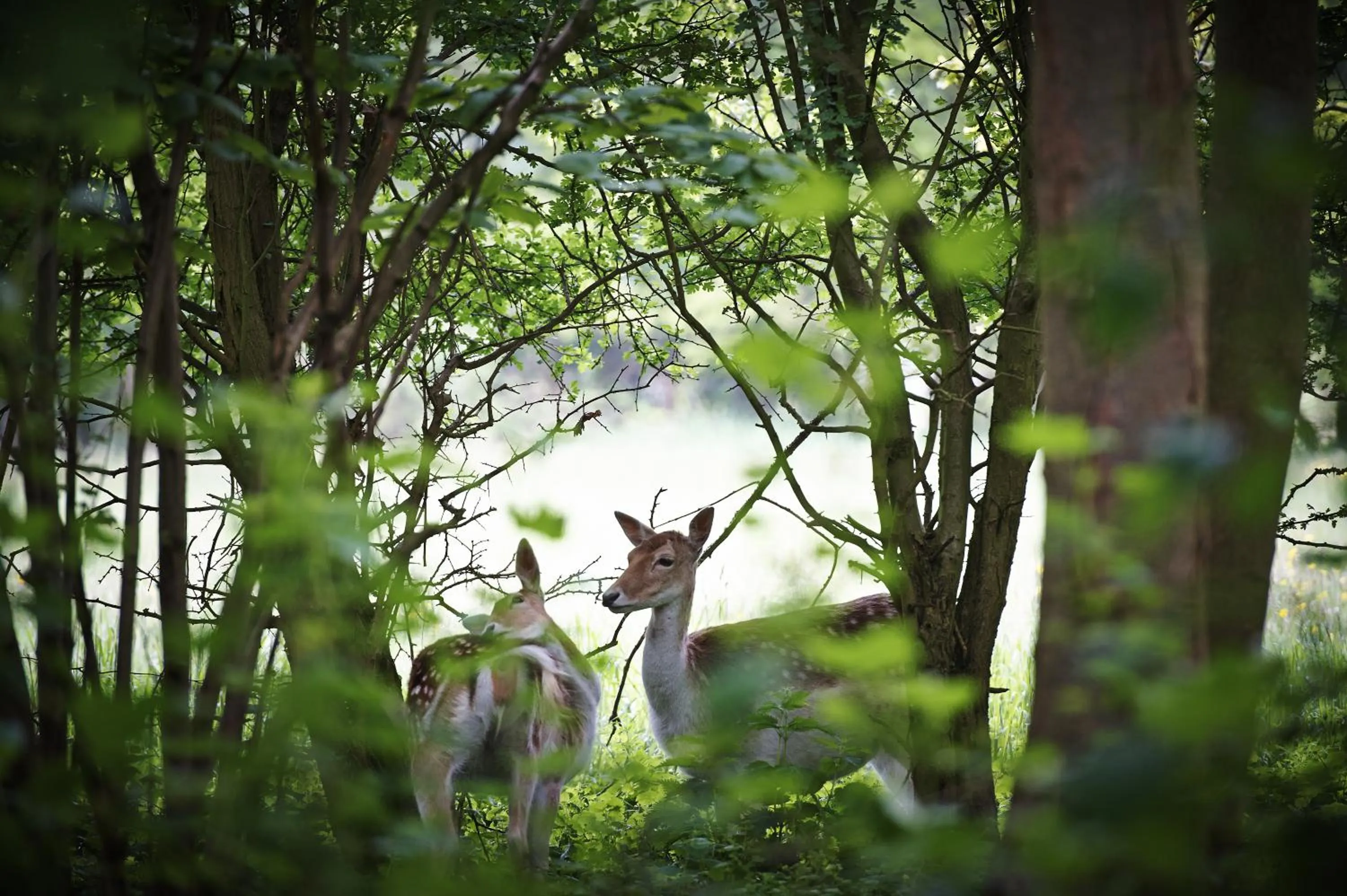 Animals in Villa Magnolia