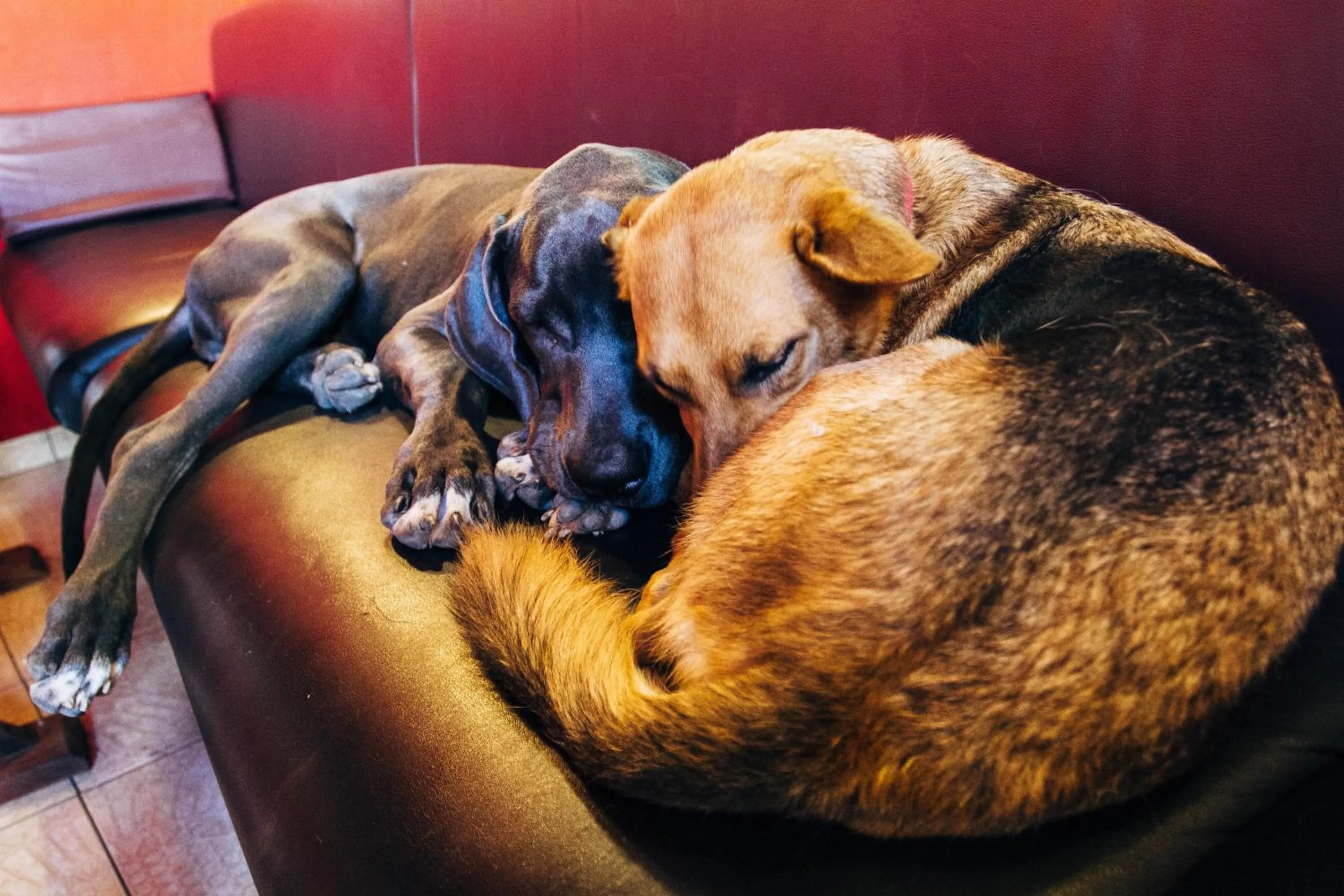 Pets in Island Life Hostel