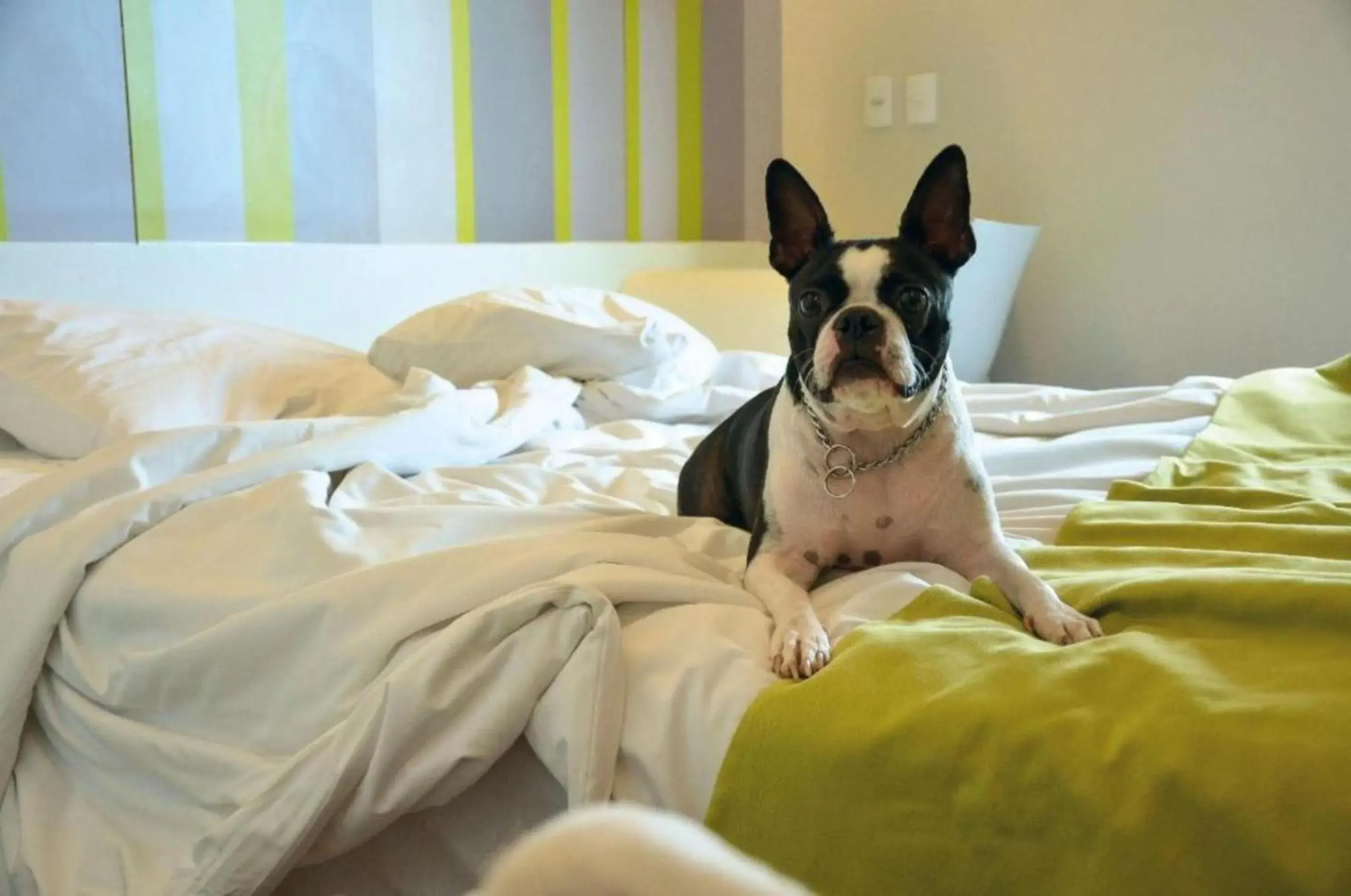 Pets, Bed in DMax Hotel Pets, Bed in DMax Hotel