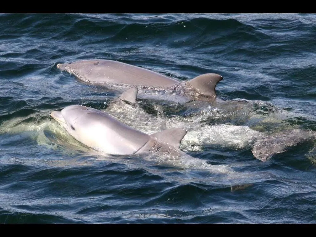 Animals in Port Adelaide Backpackers