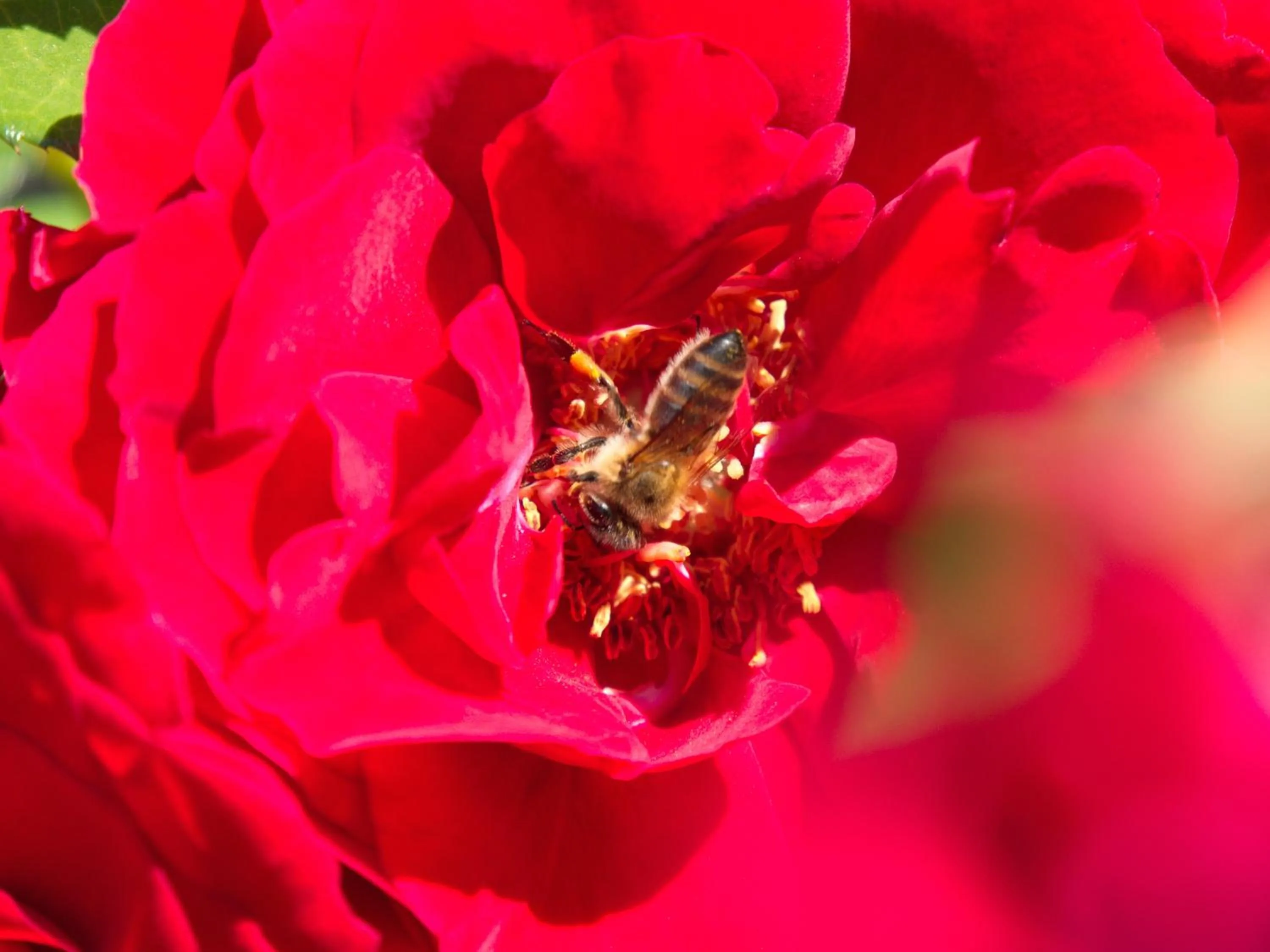 Decorative detail in Hotel Alpenblick