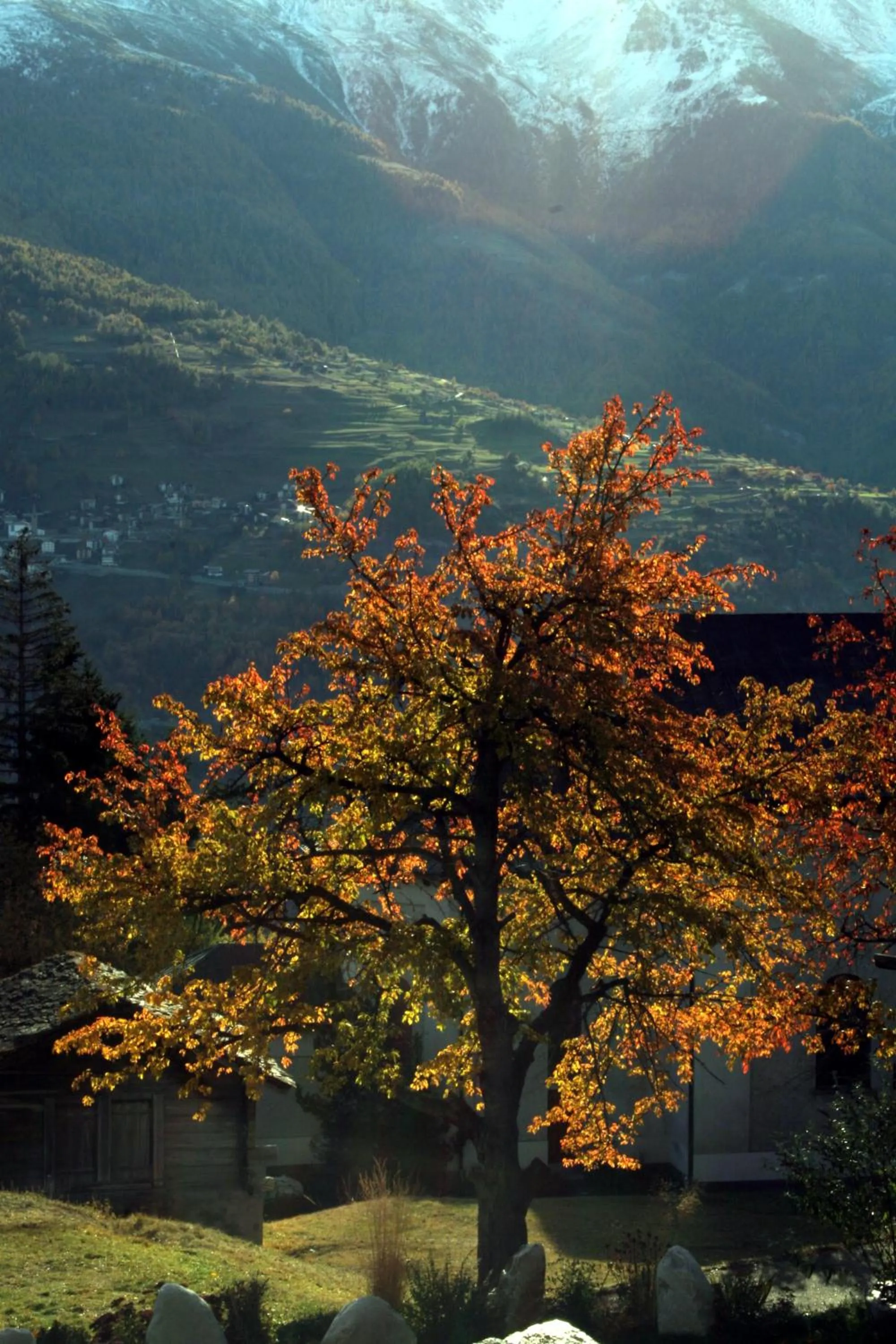 Garden in Hotel Alpenblick