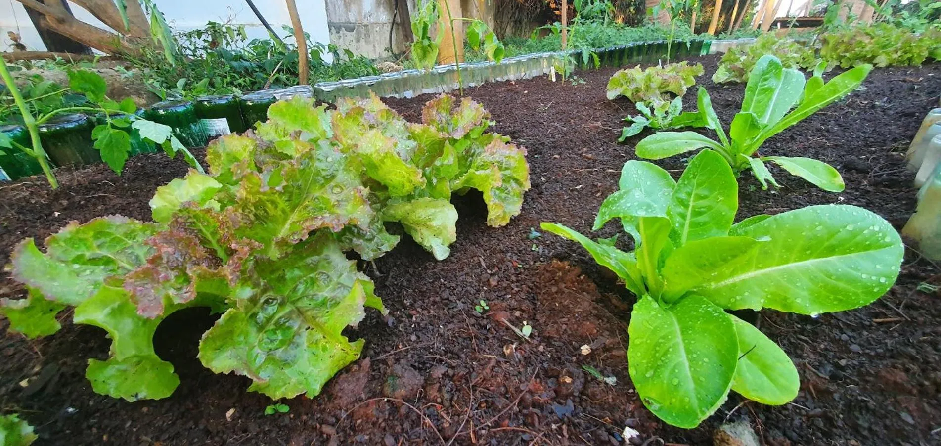 Garden in Zoi Retreat Hotel Zanzibar