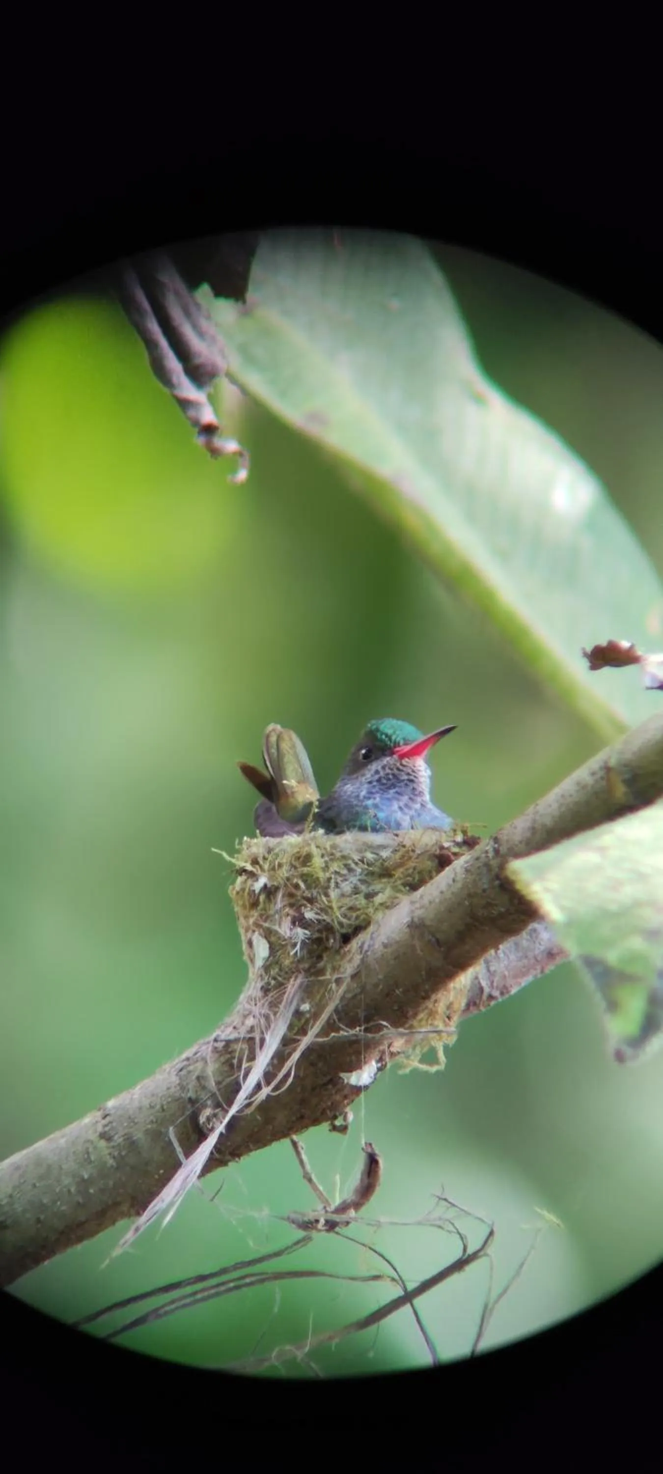 Animals in Cabinas Tropicales