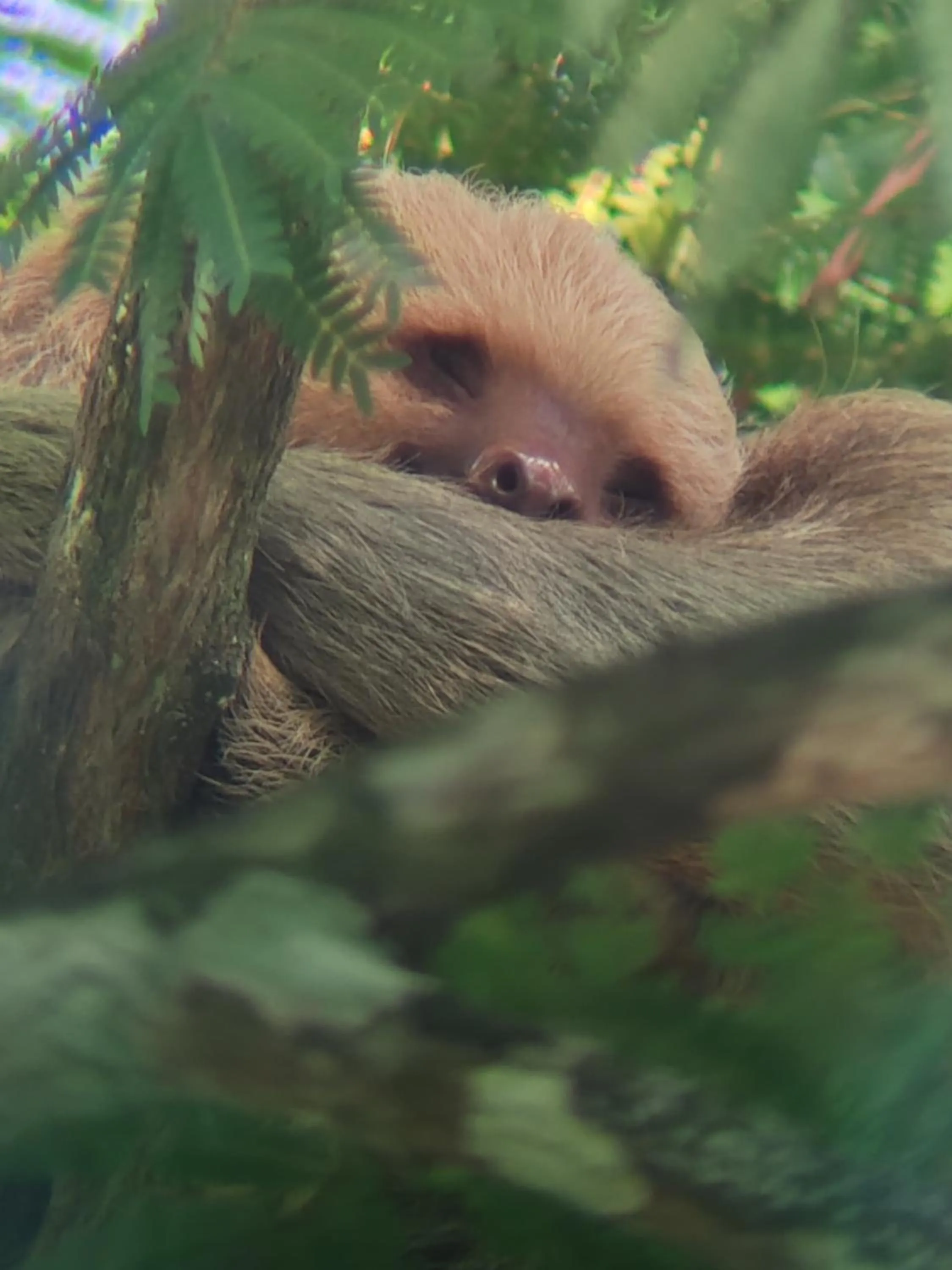 Animals in Cabinas Tropicales