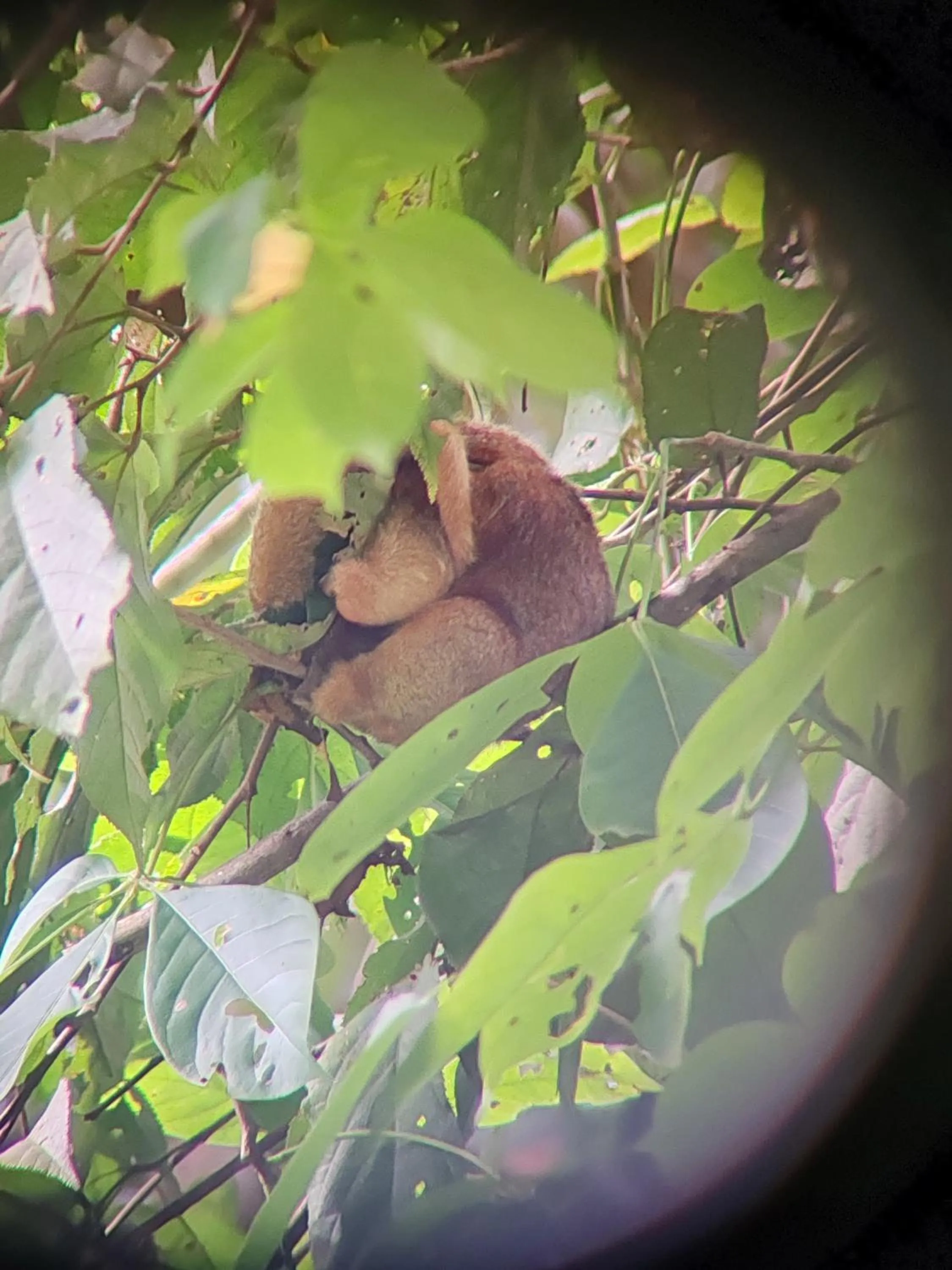 Animals in Cabinas Tropicales