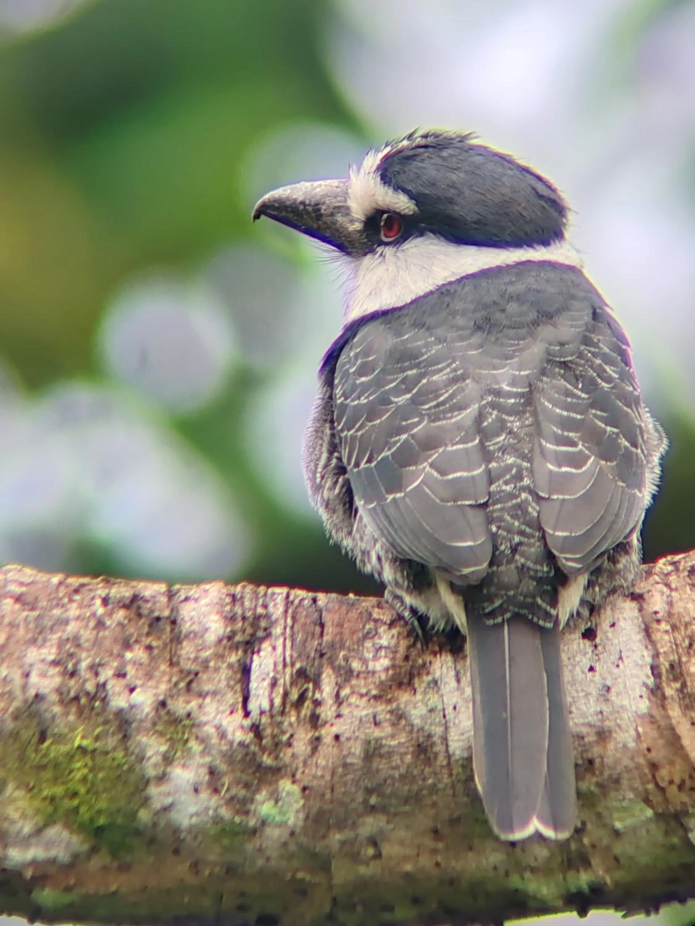 Animals in Cabinas Tropicales