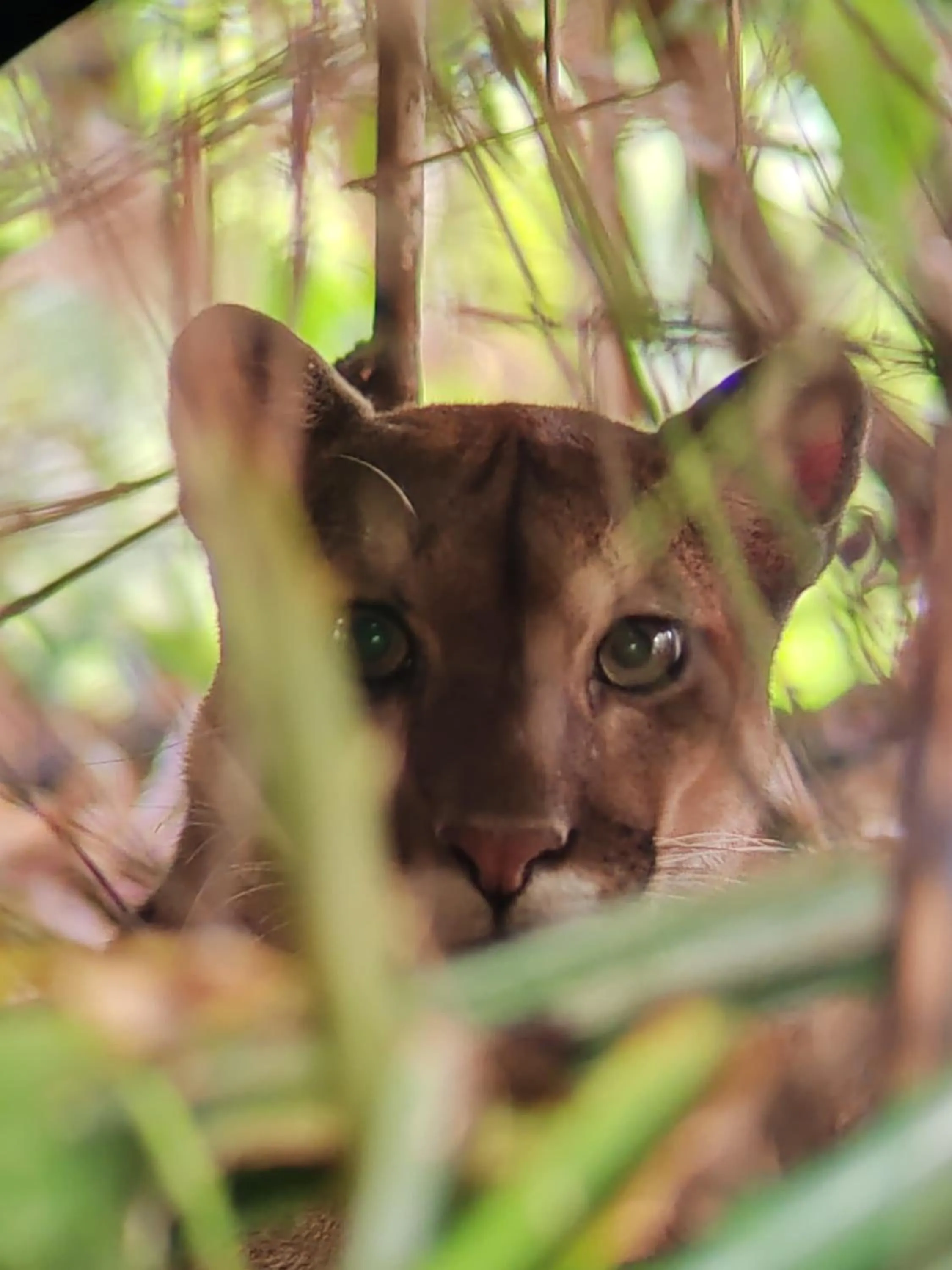 Animals in Cabinas Tropicales