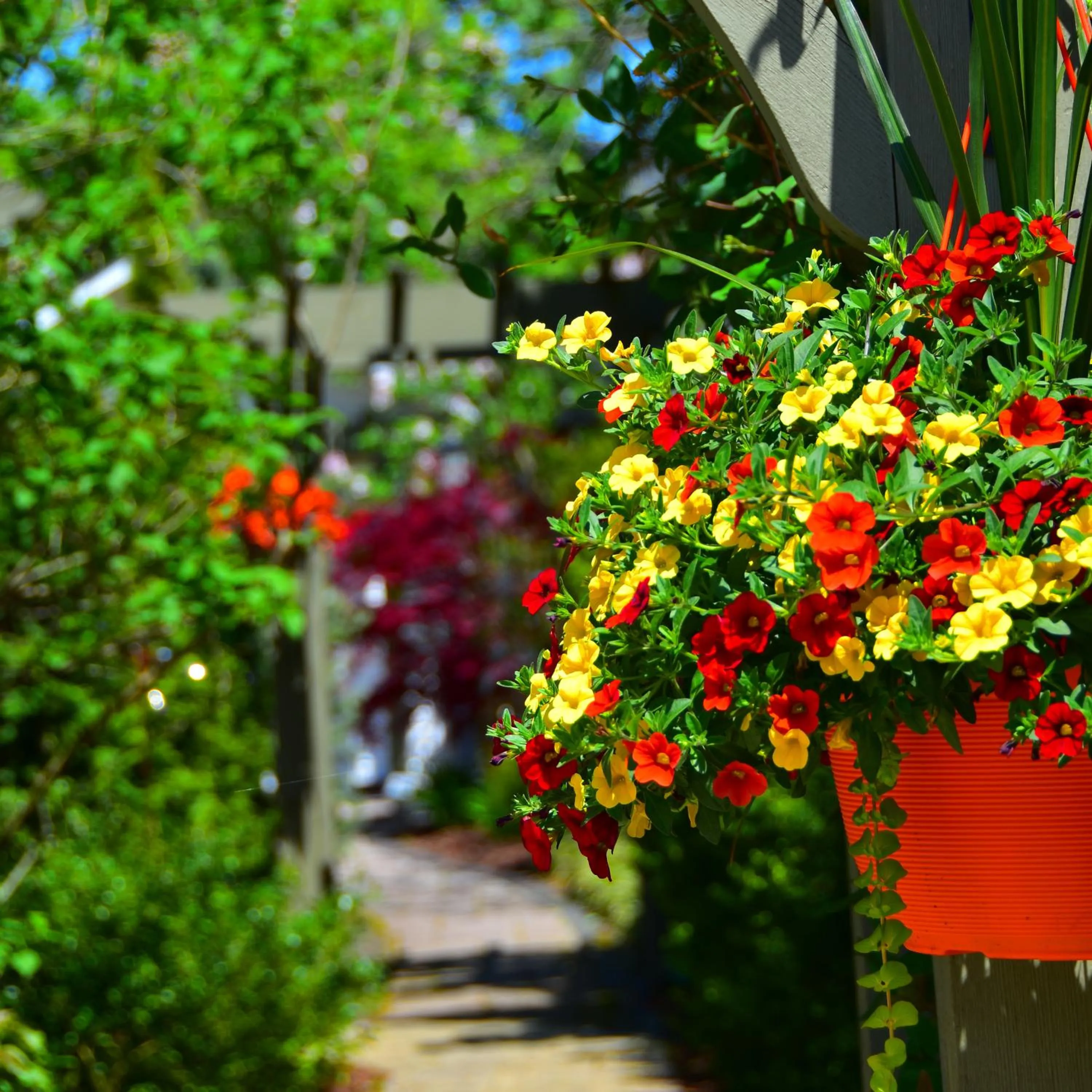 Garden in Explorer House Bed & Breakfast