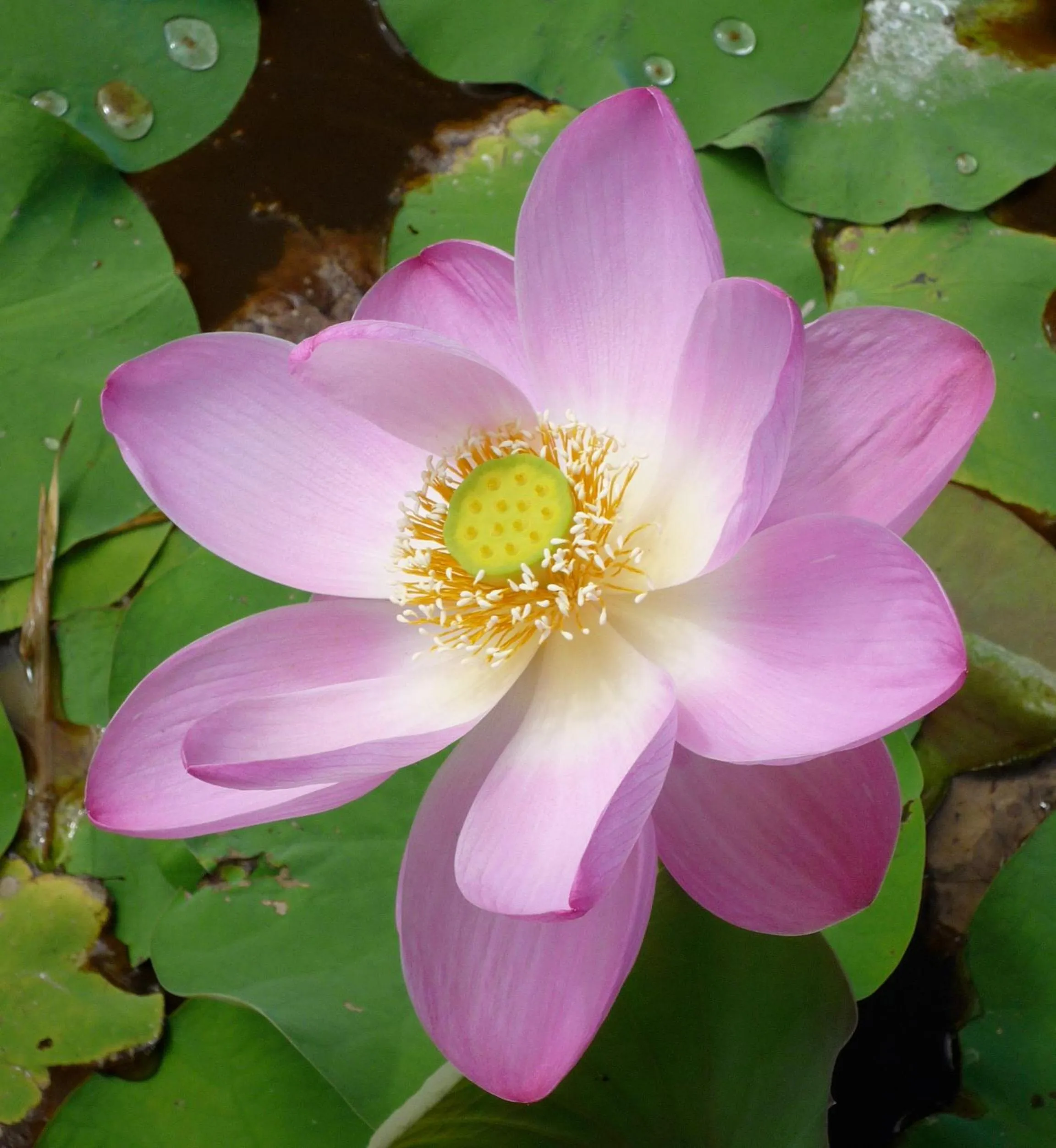 Garden in Jendela Di Bali Villa