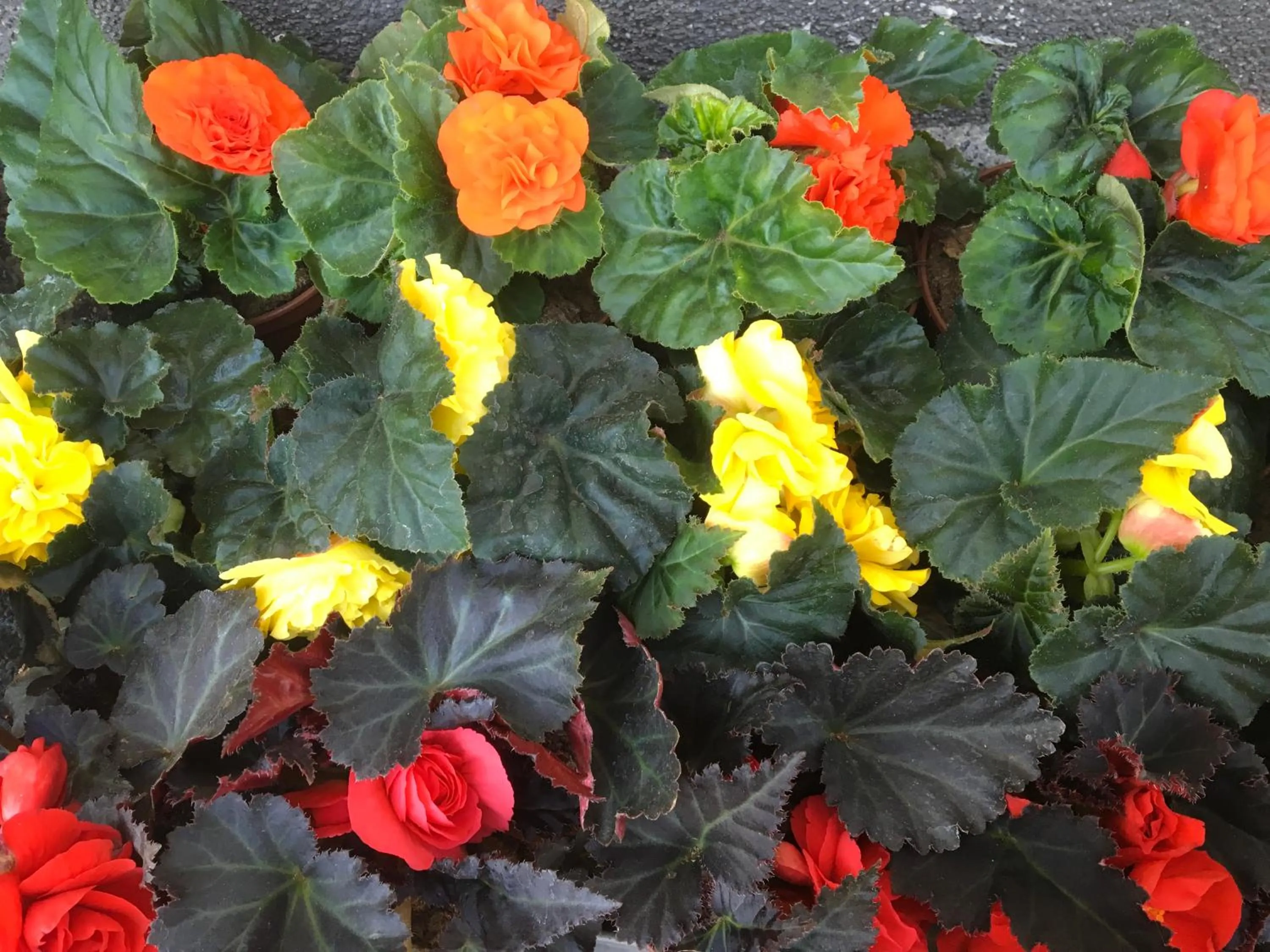 Garden in Villa Aida pokoje gościnne