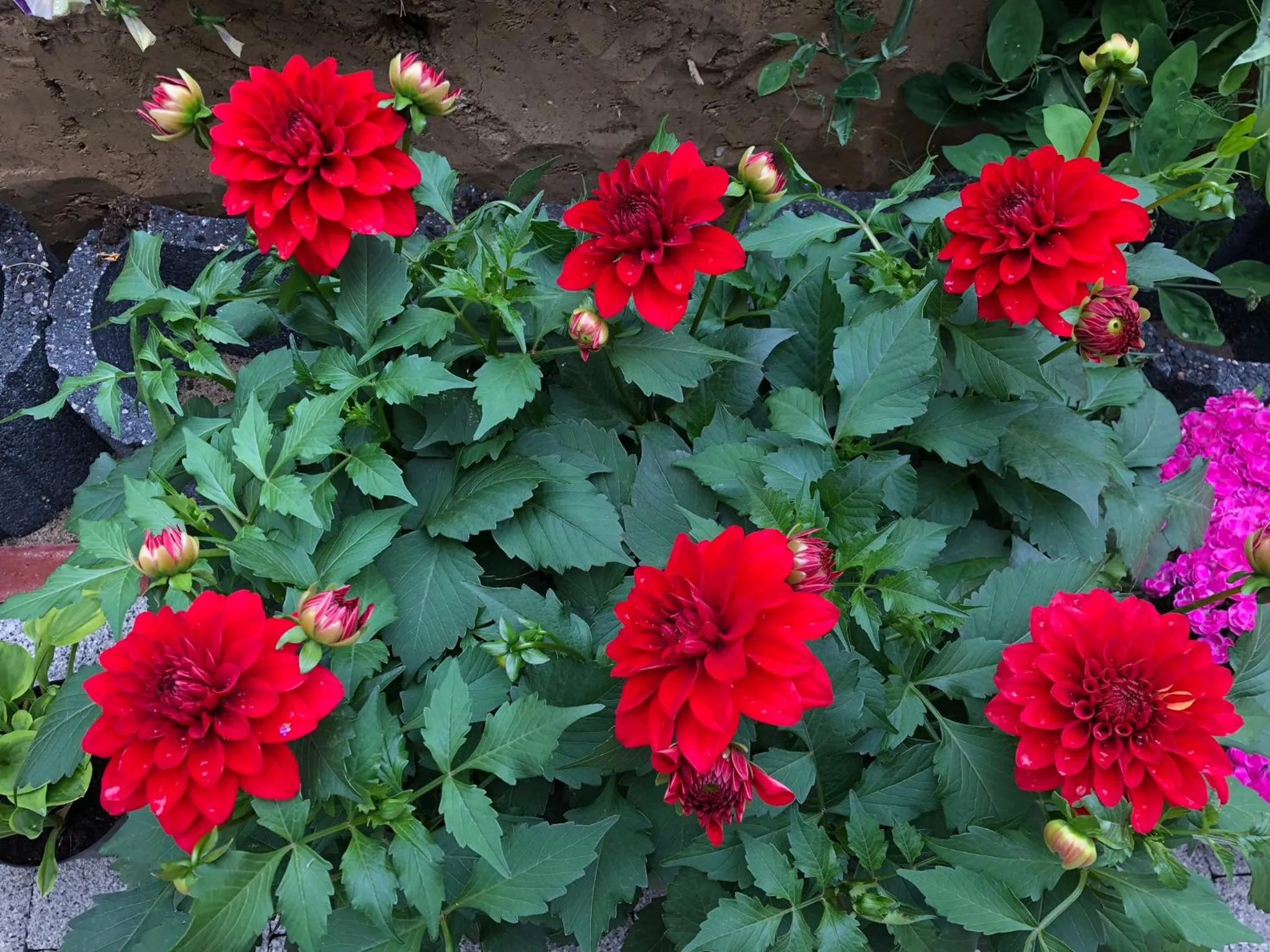 BBQ facilities in Villa Aida pokoje gościnne