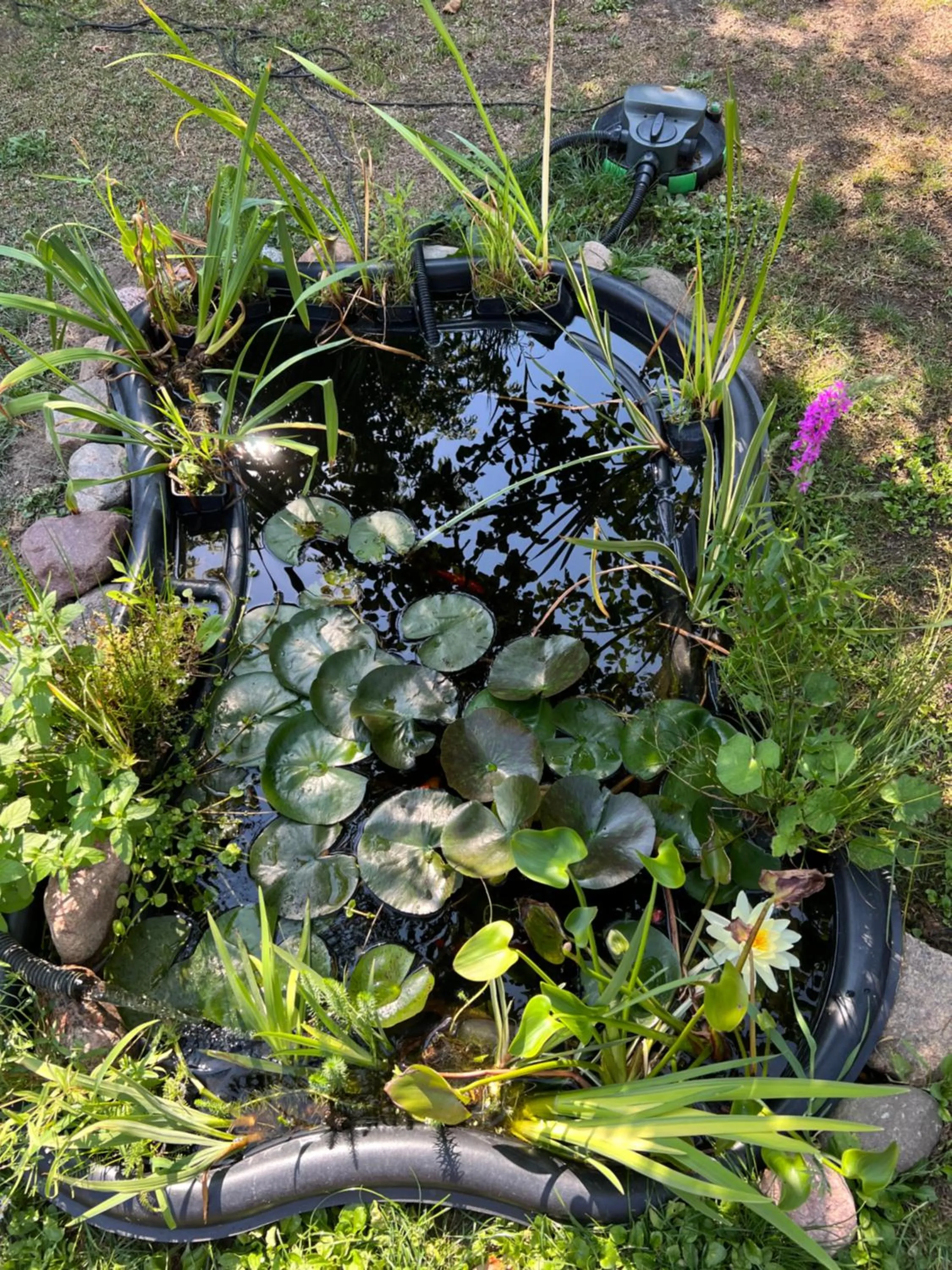 Garden in Villa Aida pokoje gościnne