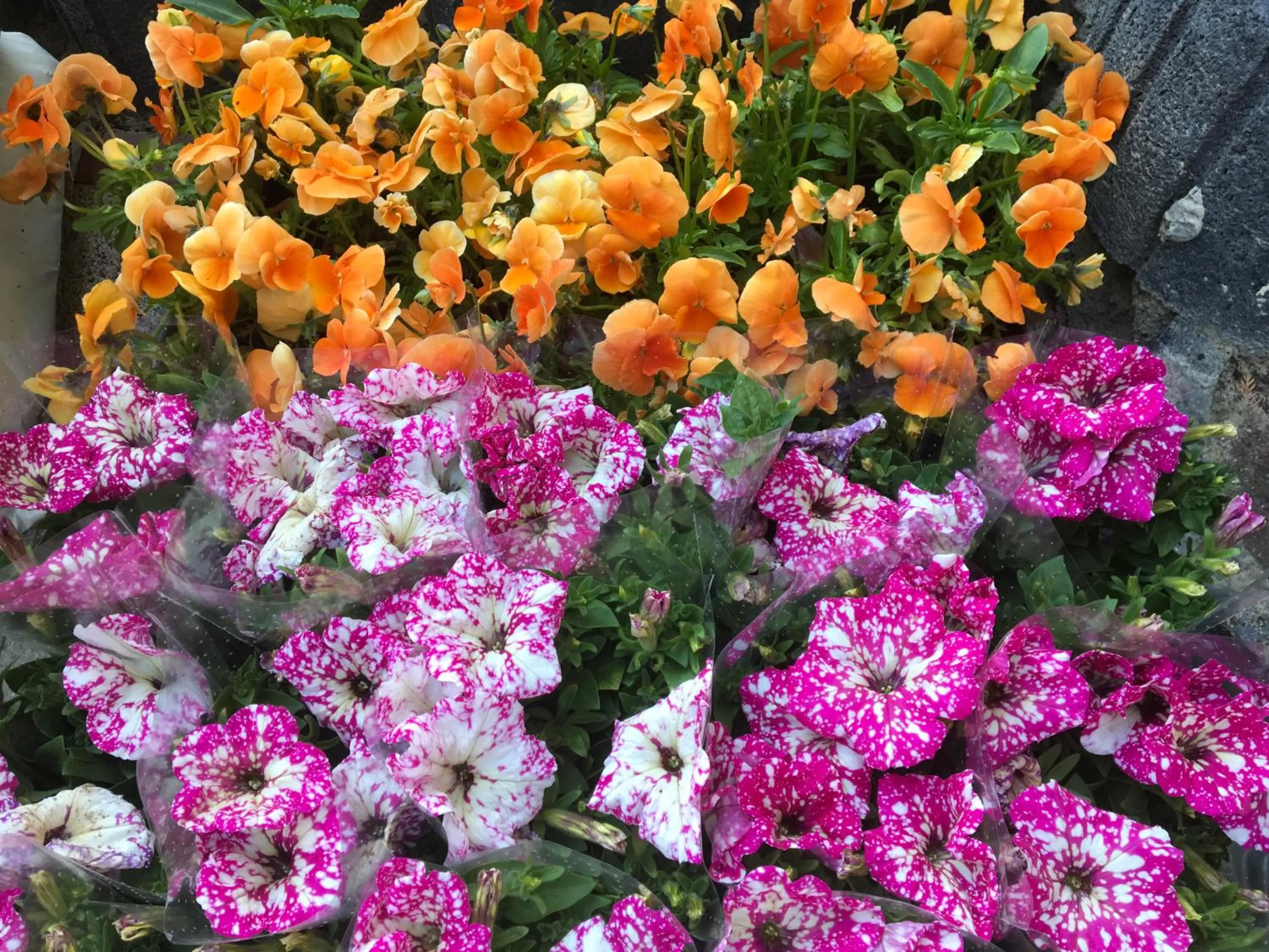 Garden in Villa Aida pokoje gościnne