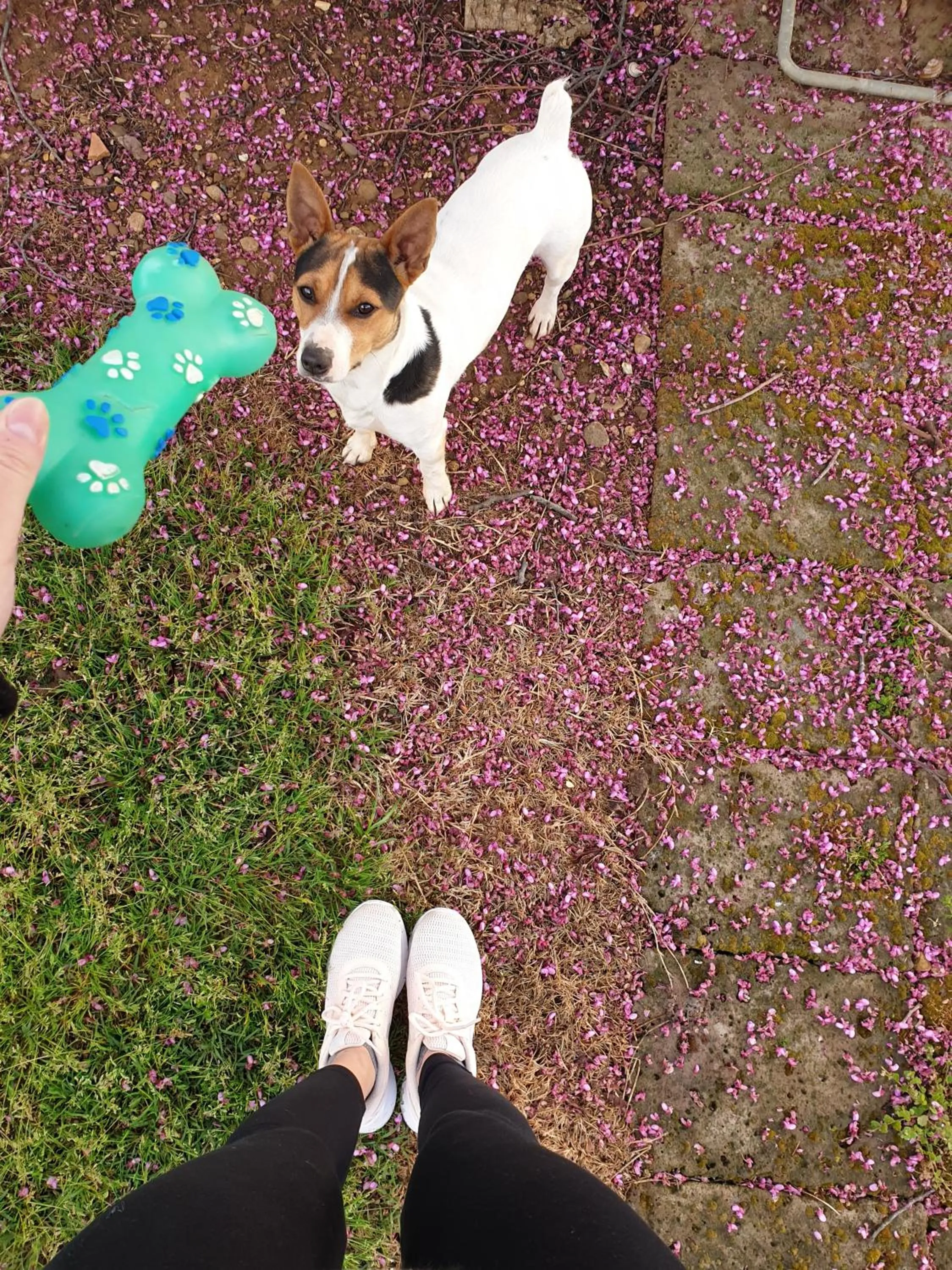 Pets in Agriturismo Diaccialone