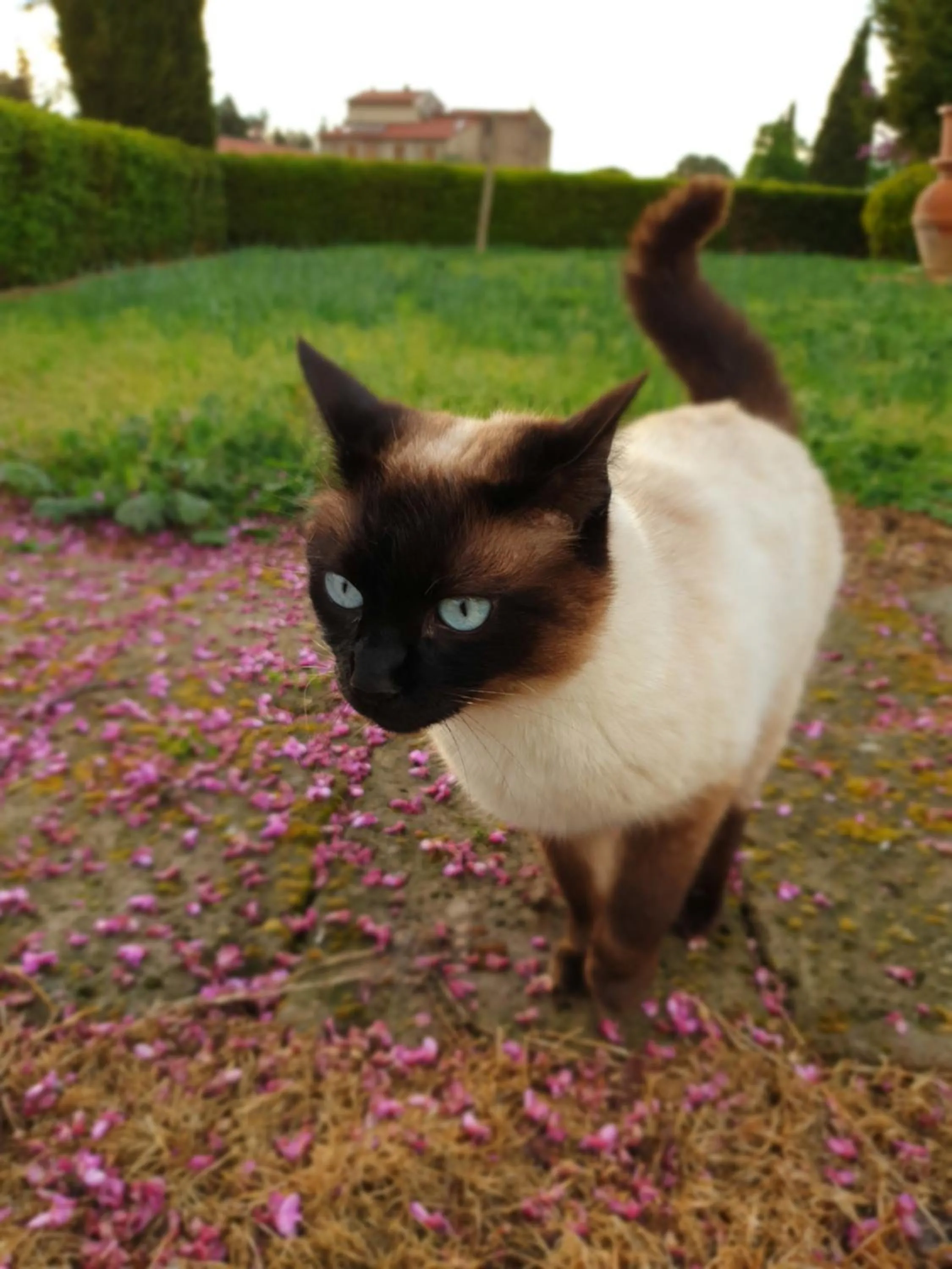 Pets in Agriturismo Diaccialone