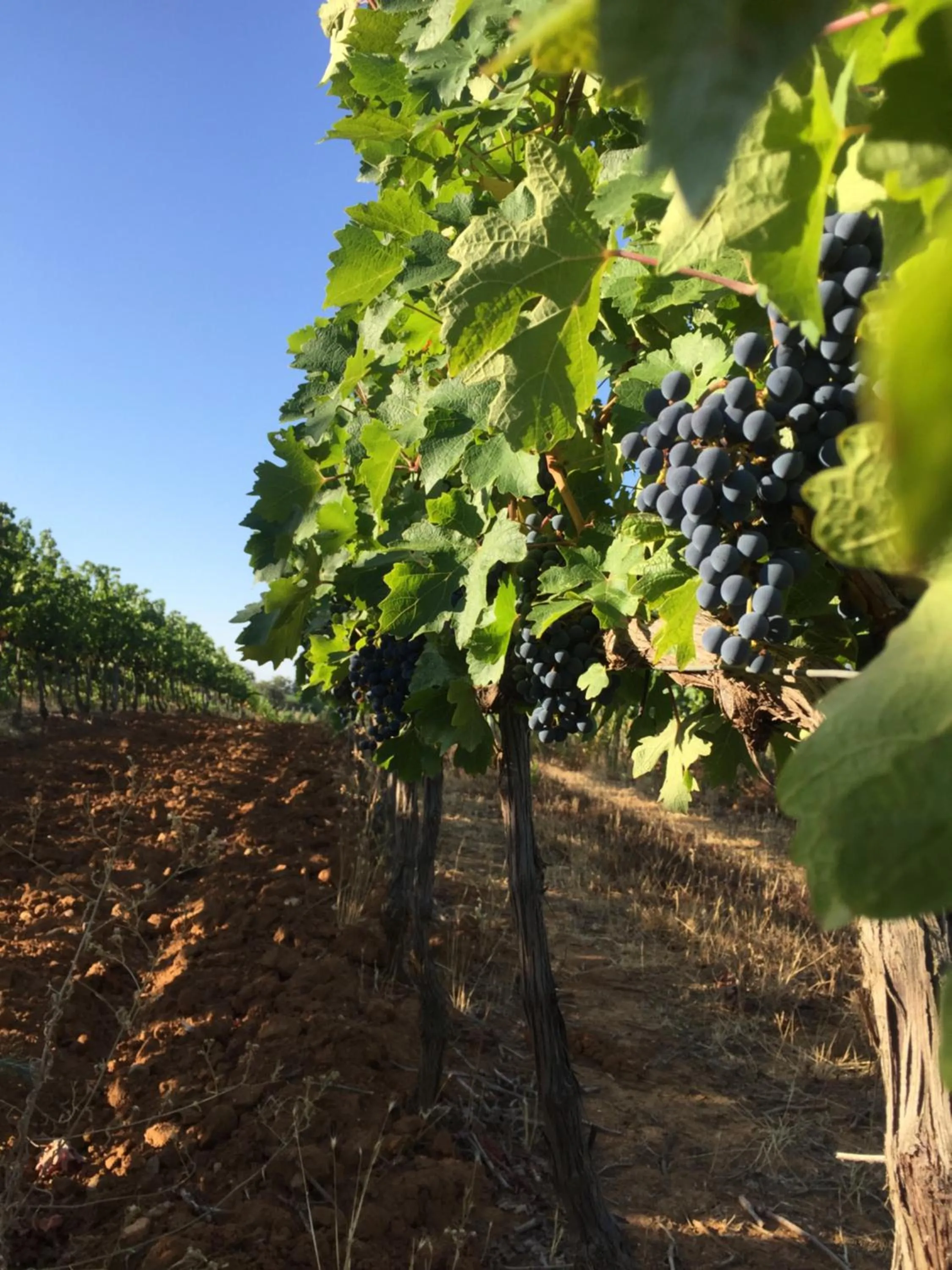 Natural landscape in Agriturismo Diaccialone