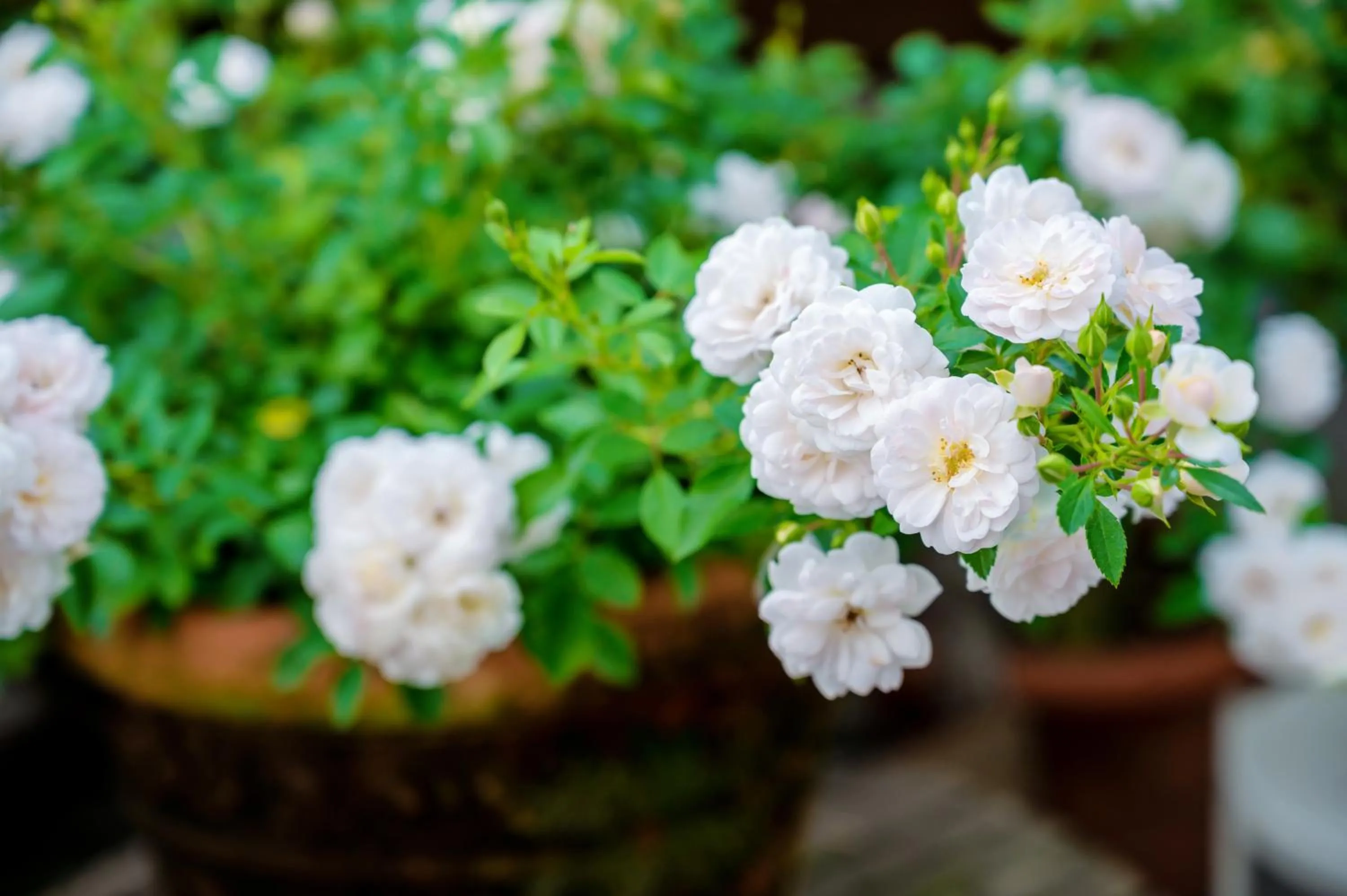 Restaurant/places to eat in Wuyu Hotel - Chongqing Jiangbei Airport & Light Rail