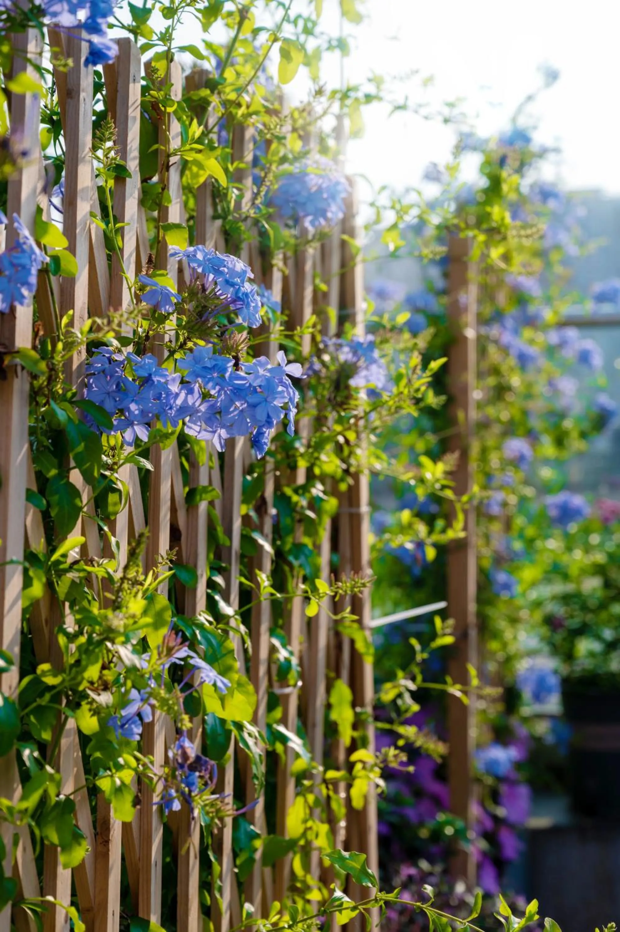 Restaurant/places to eat in Wuyu Hotel - Chongqing Jiangbei Airport & Light Rail