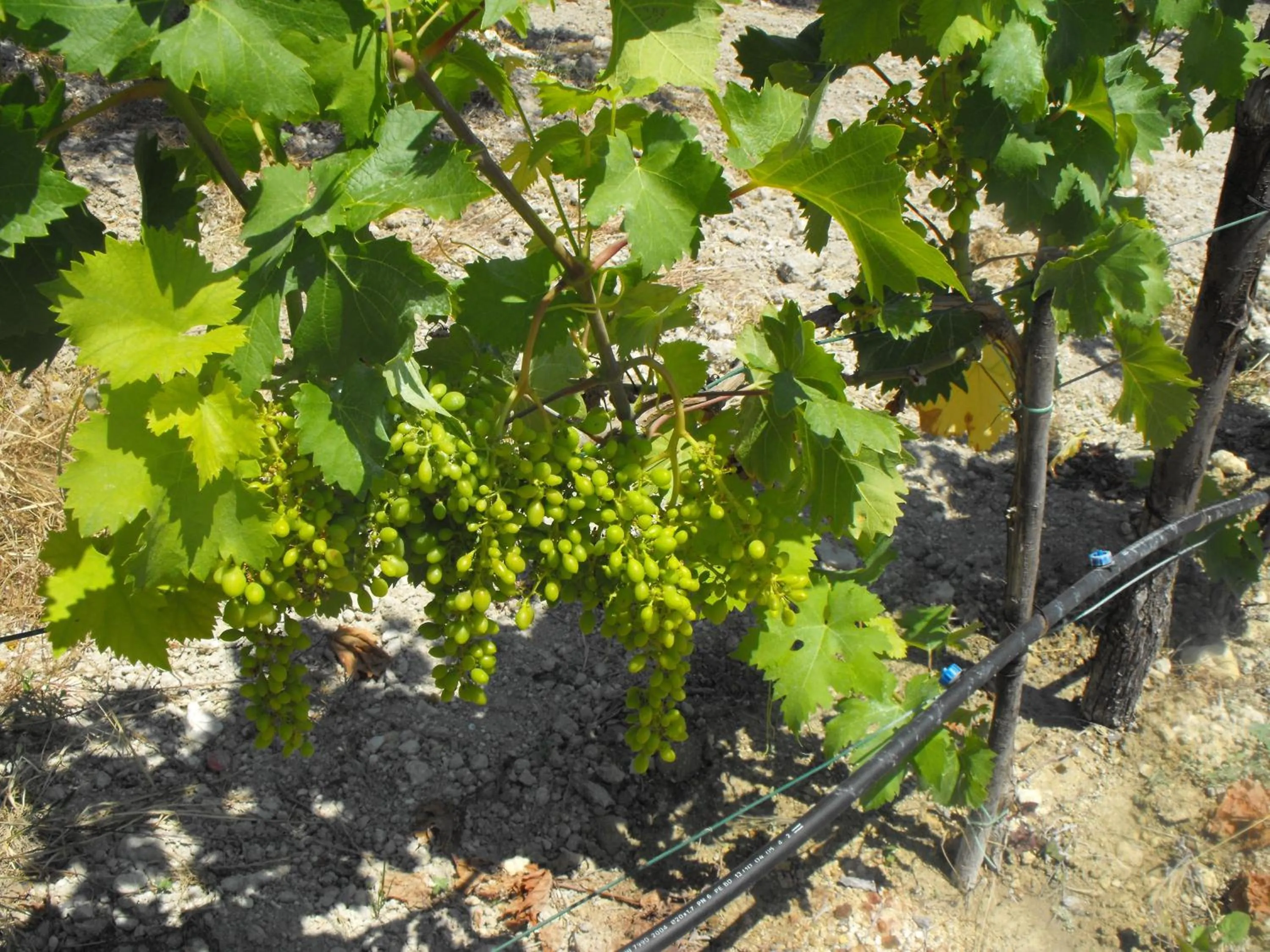Other in Agriturismoeloropizzuta
