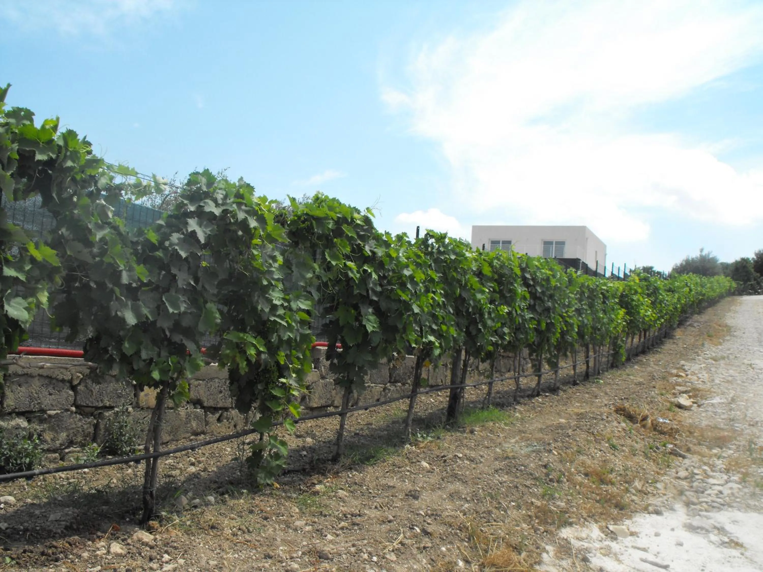 On site in Agriturismoeloropizzuta