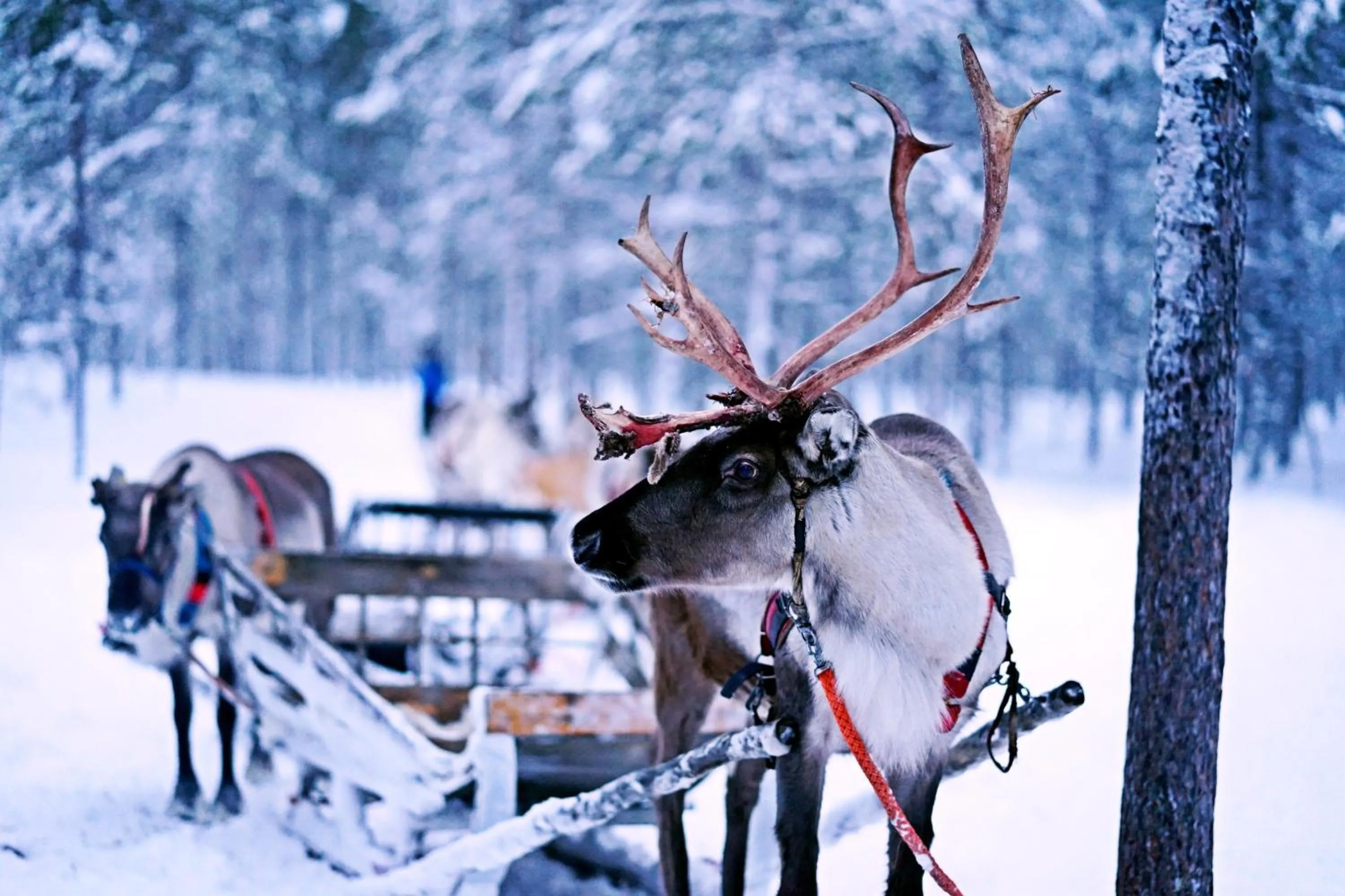 Livo Arctic Resort