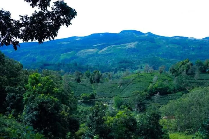 Garden view in Rainforest Lodge, Deniyaya singheraja