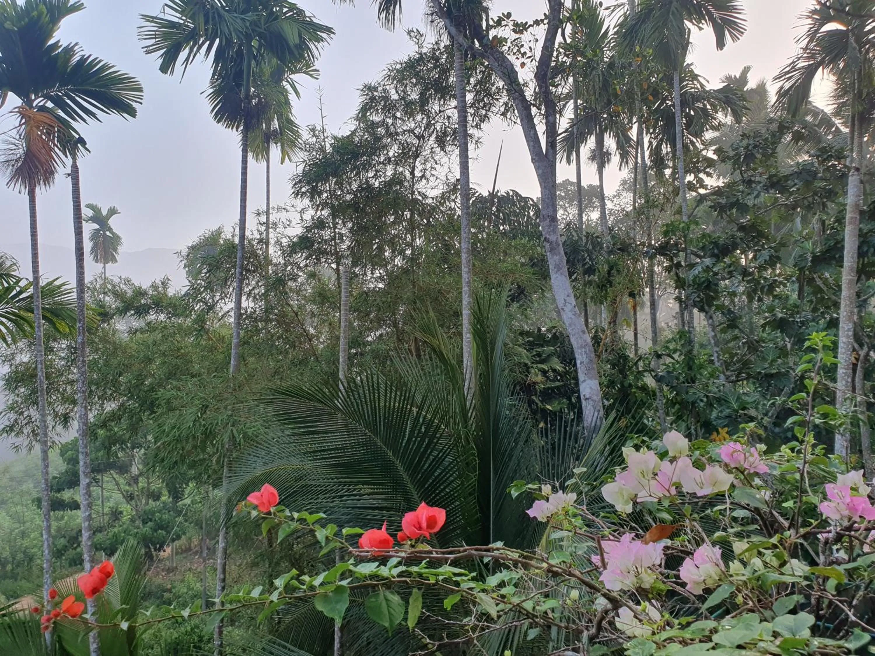 Rainforest Lodge, Deniyaya singheraja