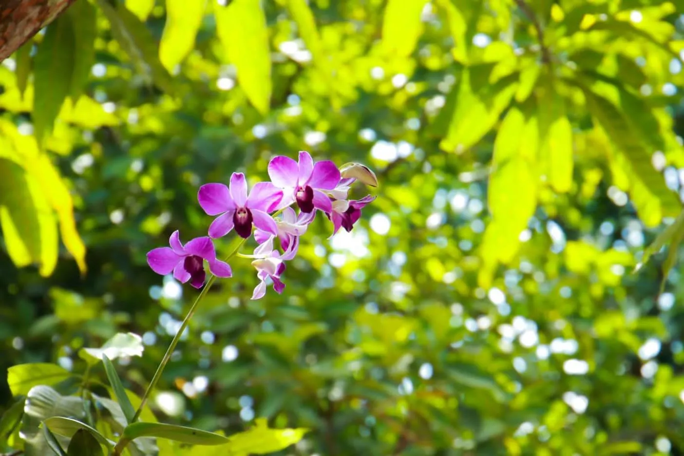 Rainforest Lodge, Deniyaya singheraja