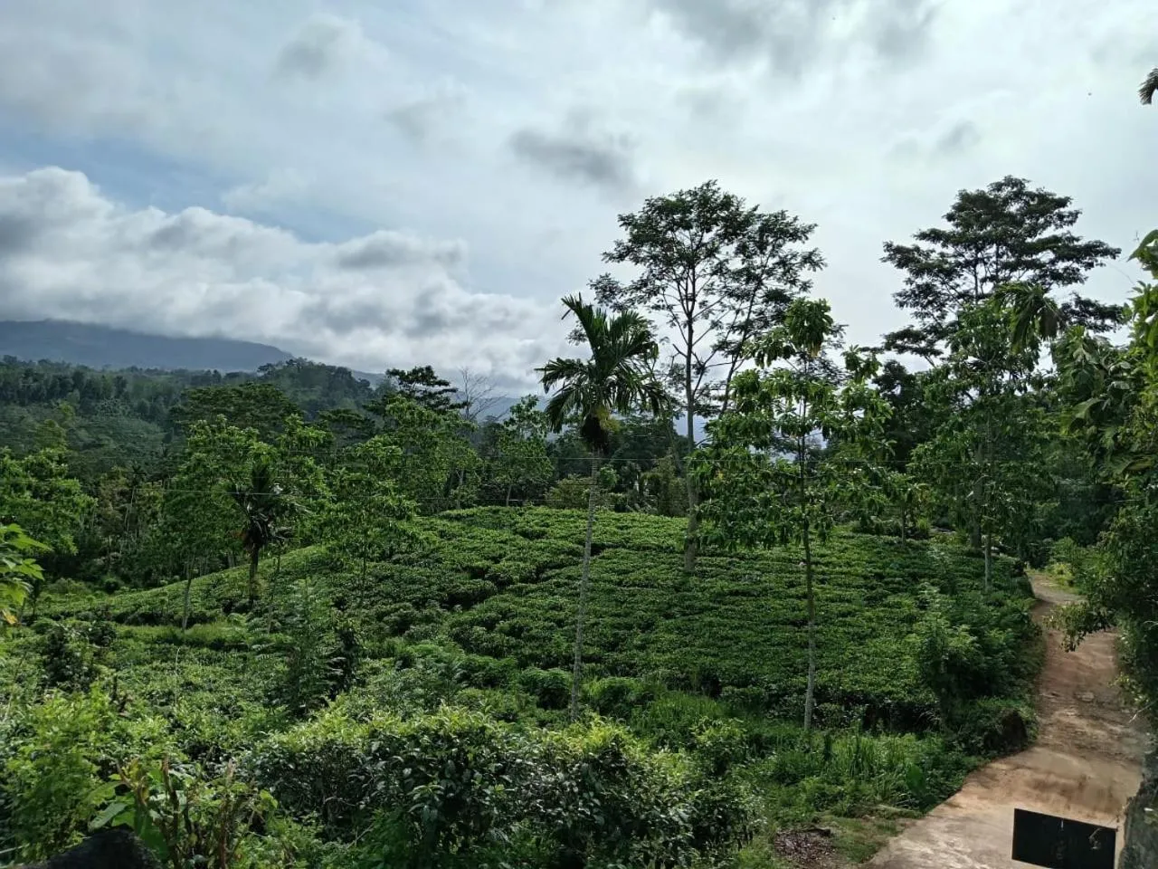 Rainforest Lodge, Deniyaya singheraja